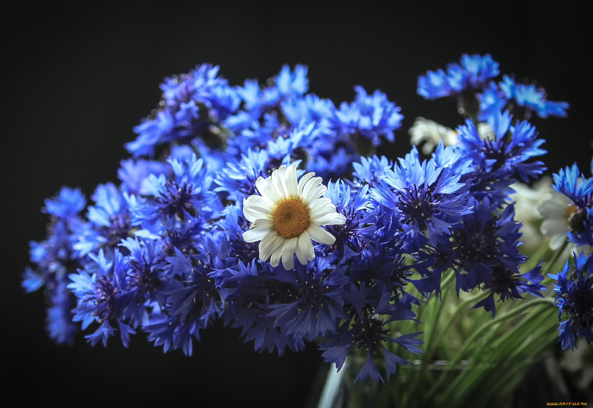 цветы, луговые, , полевые, , цветы, ромашка, васильки