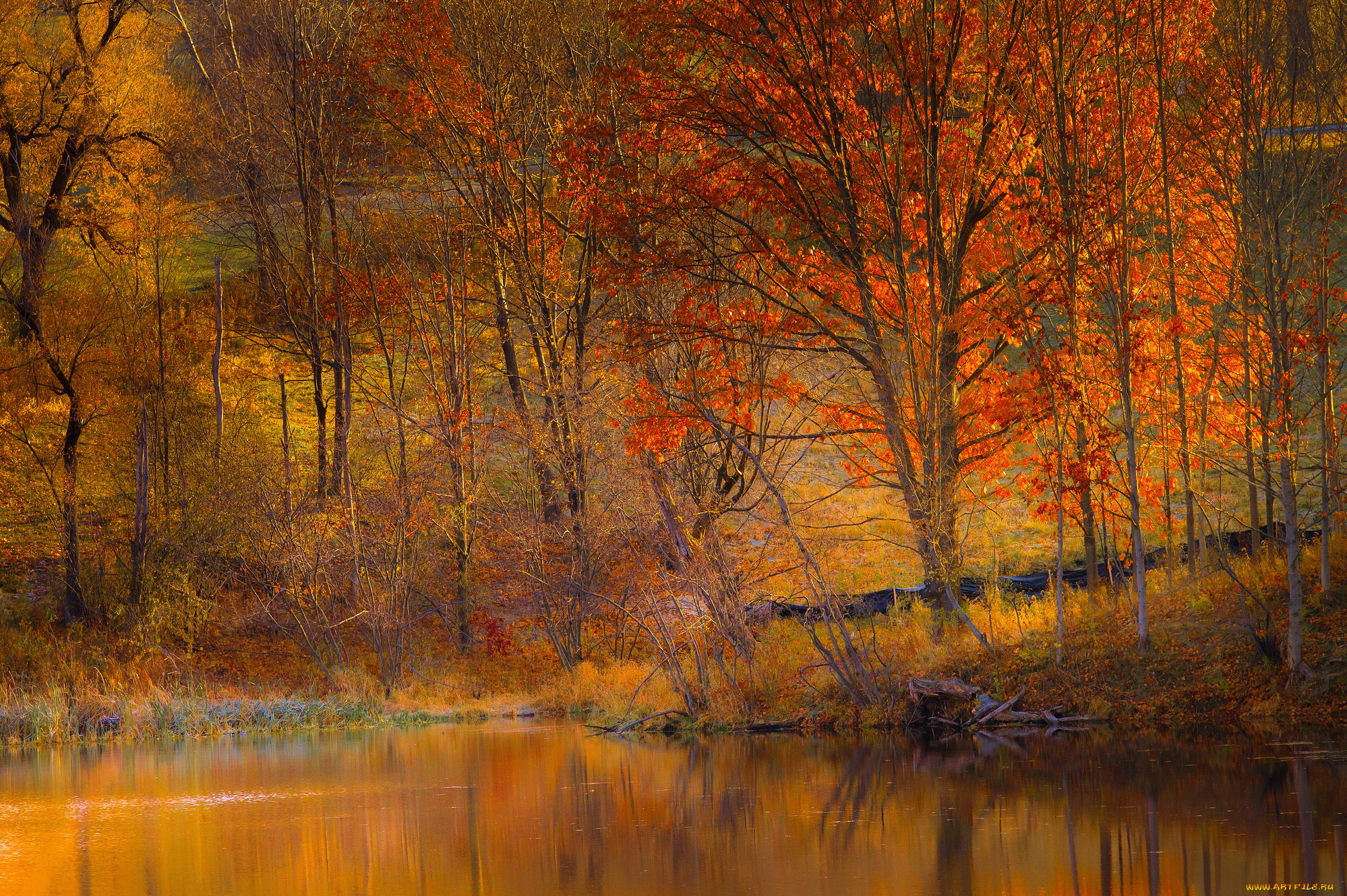природа, лес, осень, озеро, деревья, склон