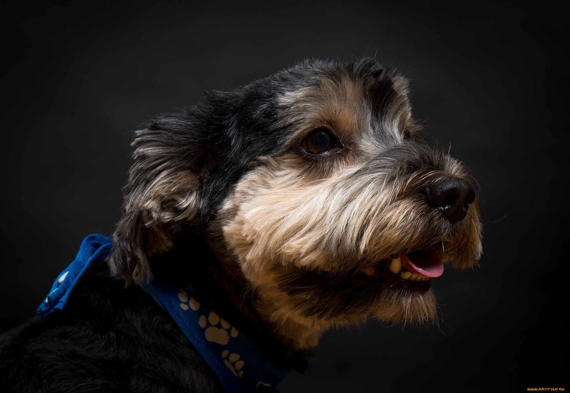 животные, собаки, взгляд, морда, пес