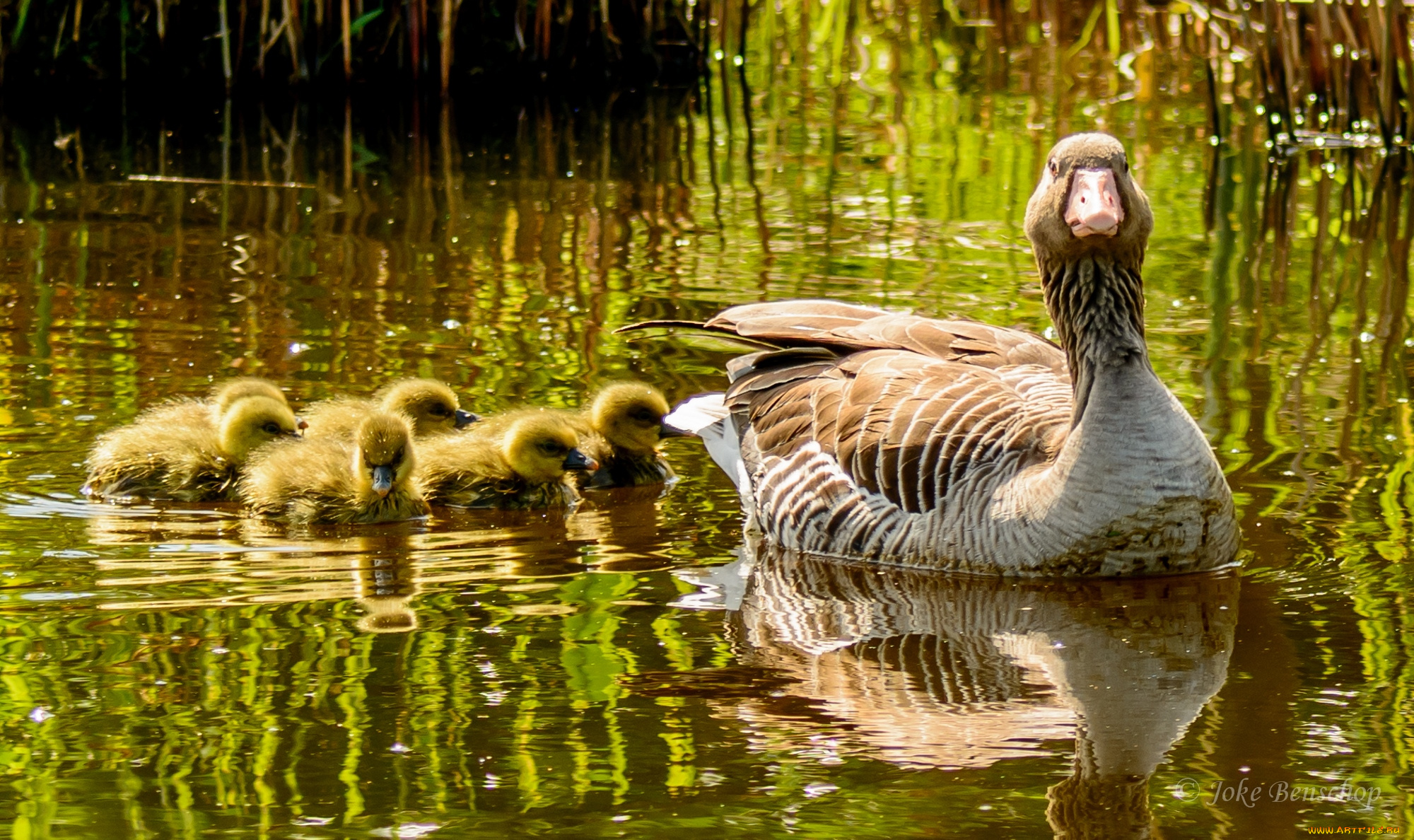 животные, утки, семья