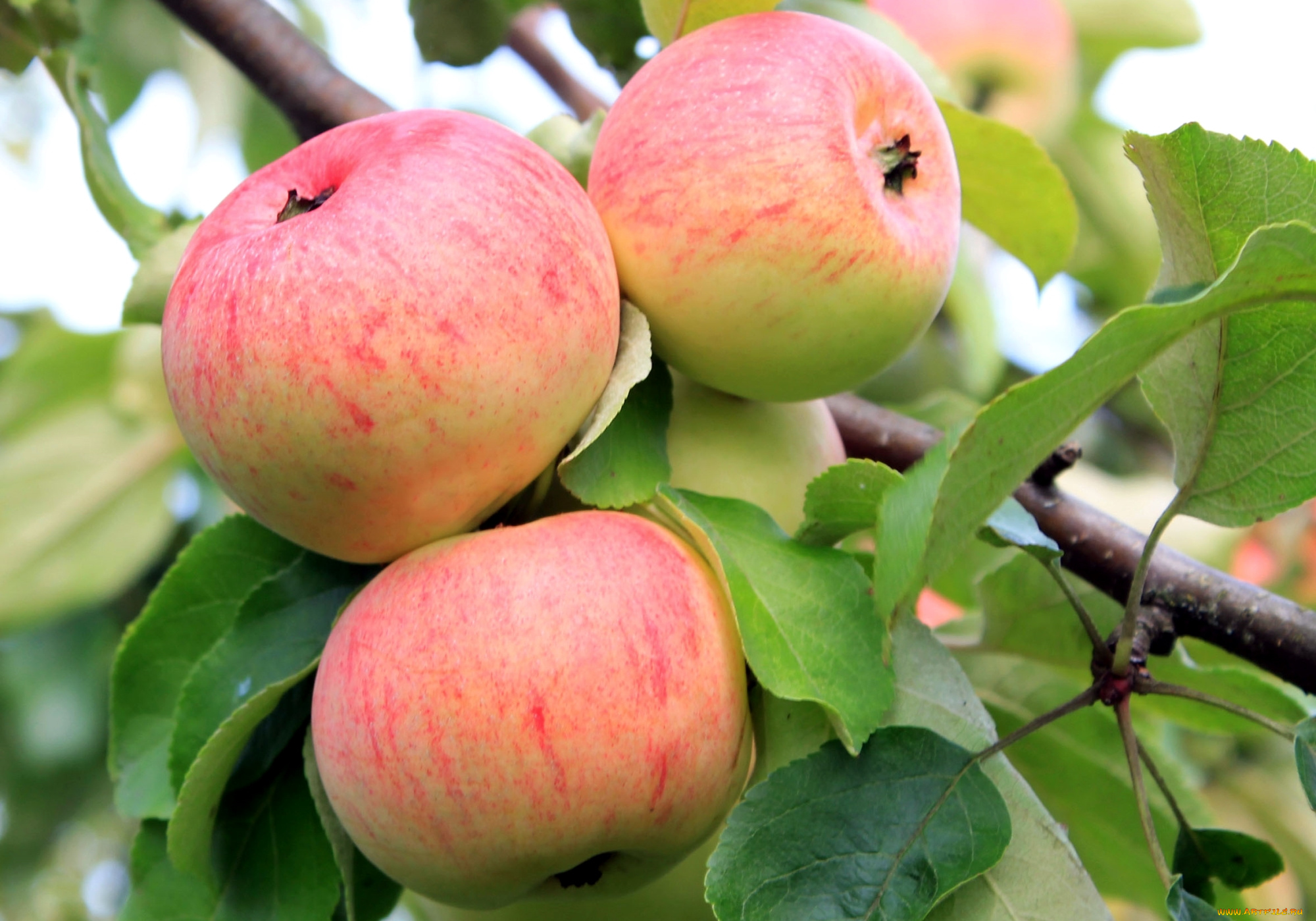 природа, плоды, яблоки