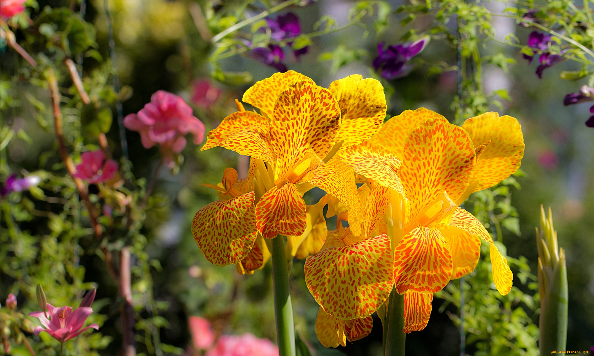 цветы, канна, желтый