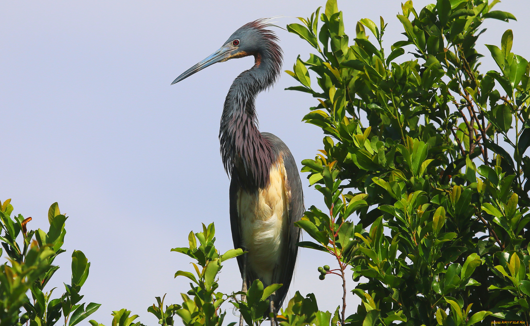 животные, цапли, стойка, цапля, дерево