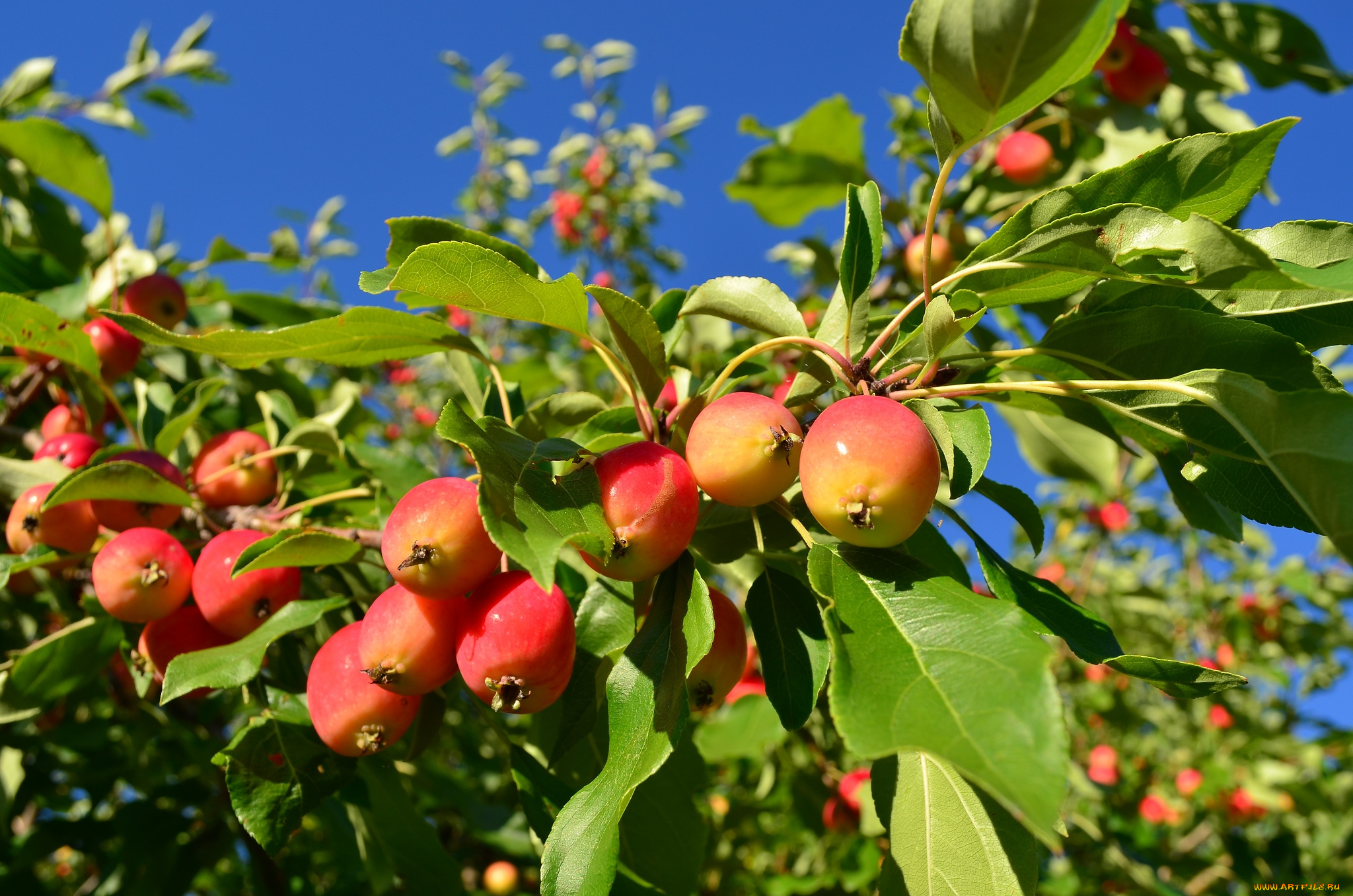 природа, плоды, ветка