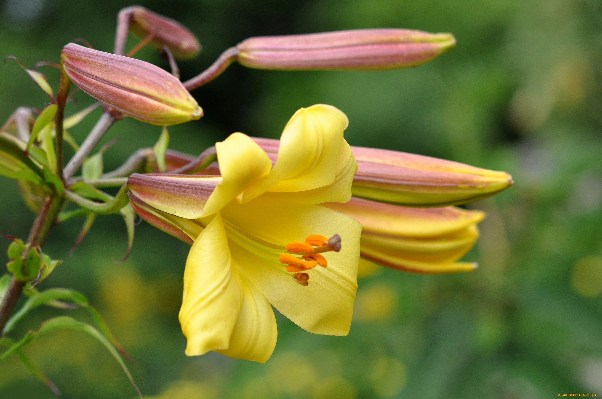 цветы, лилии, , лилейники, желтый