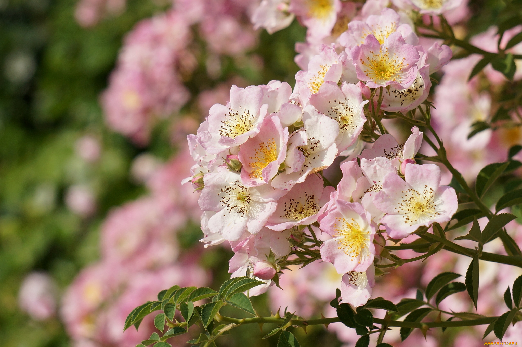 цветы, шиповник, куст