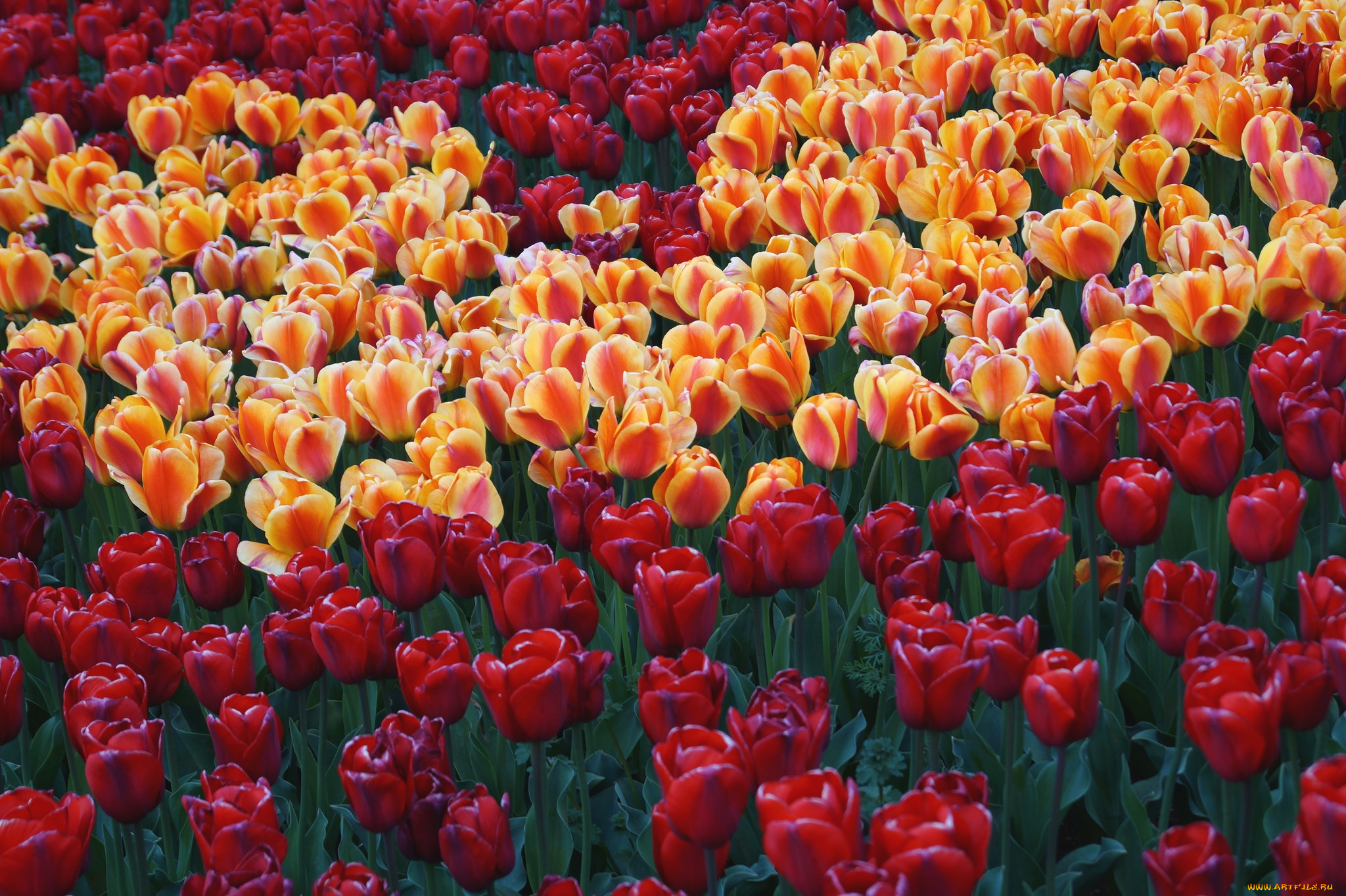 цветы, тюльпаны, много