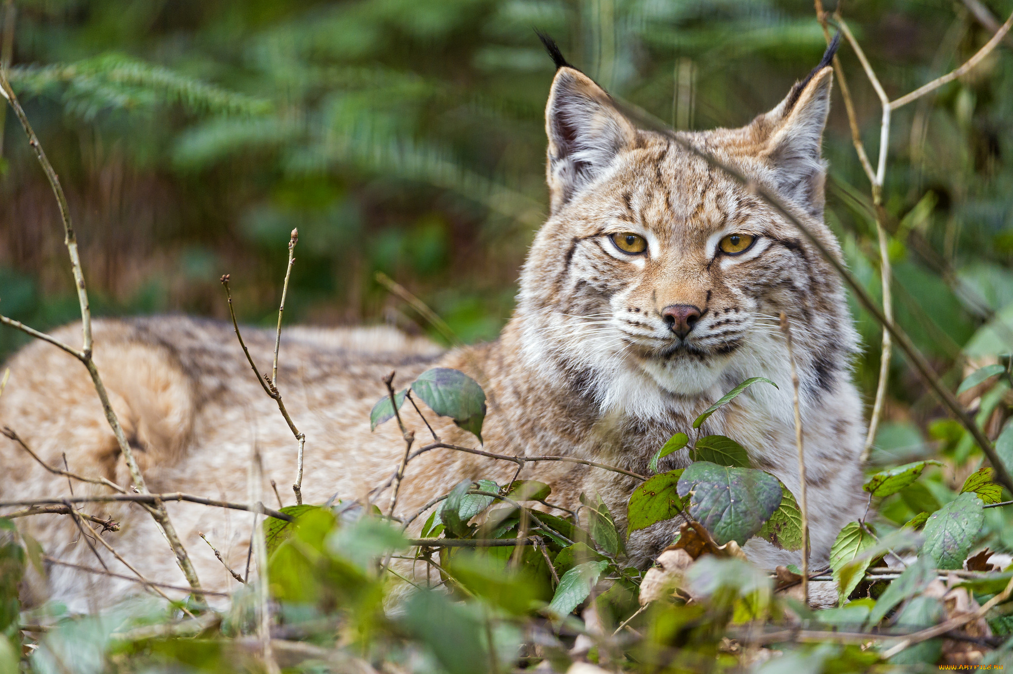 животные, рыси, кошка