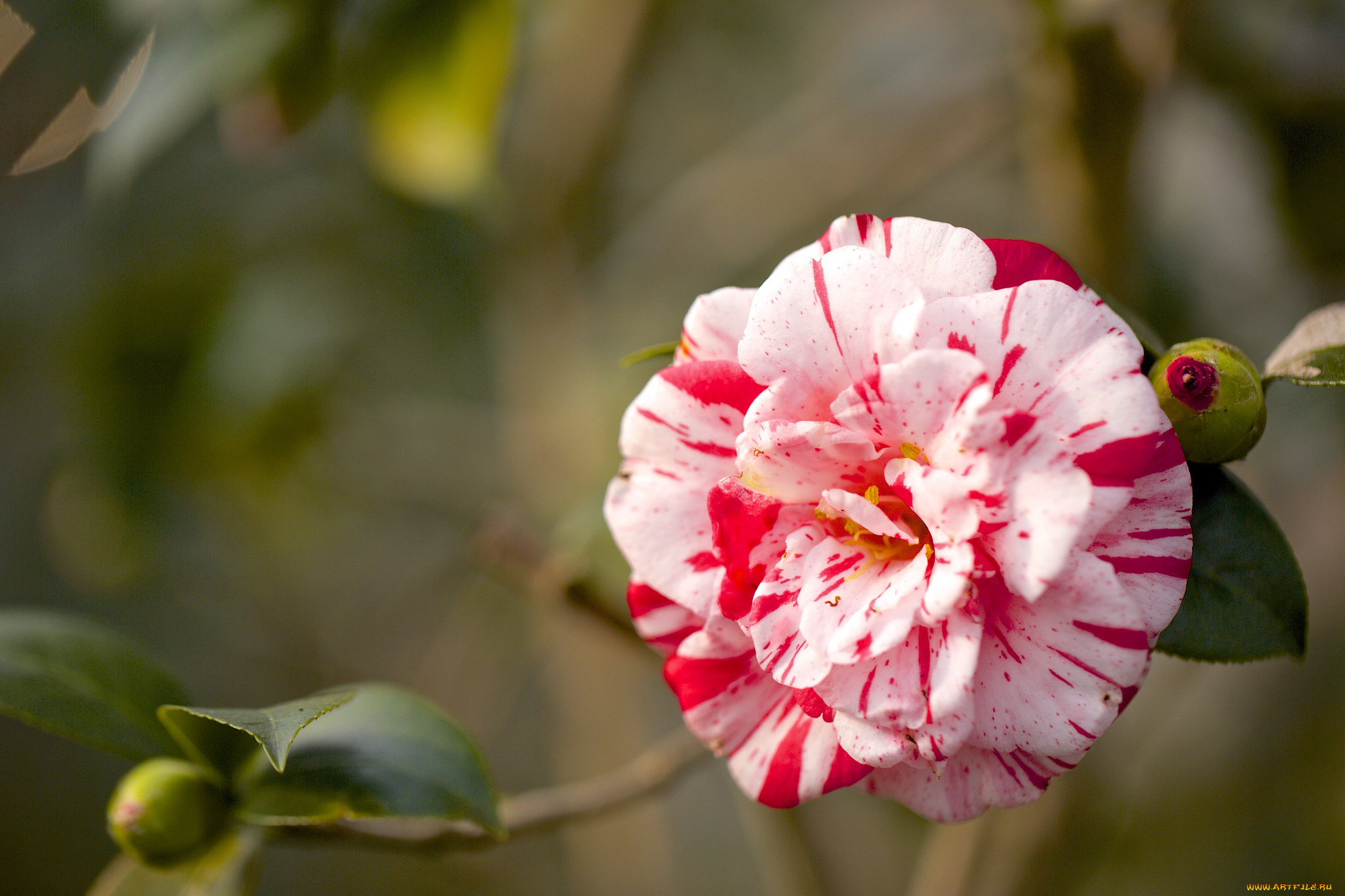 цветы, камелии, пестрый