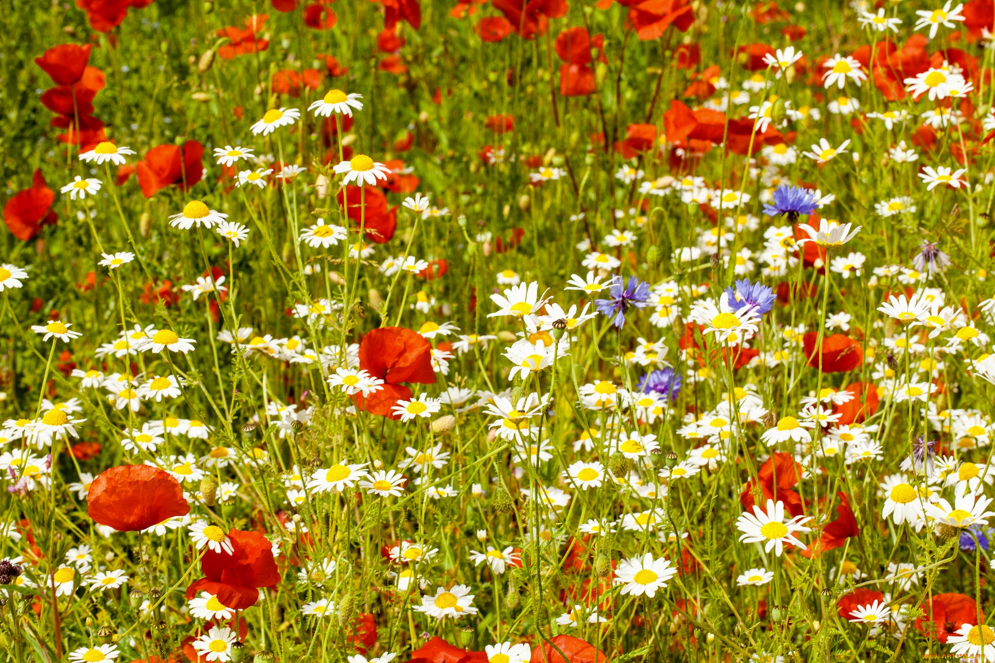 цветы, луговые, , полевые, , цветы, васильки, маки, ромашки