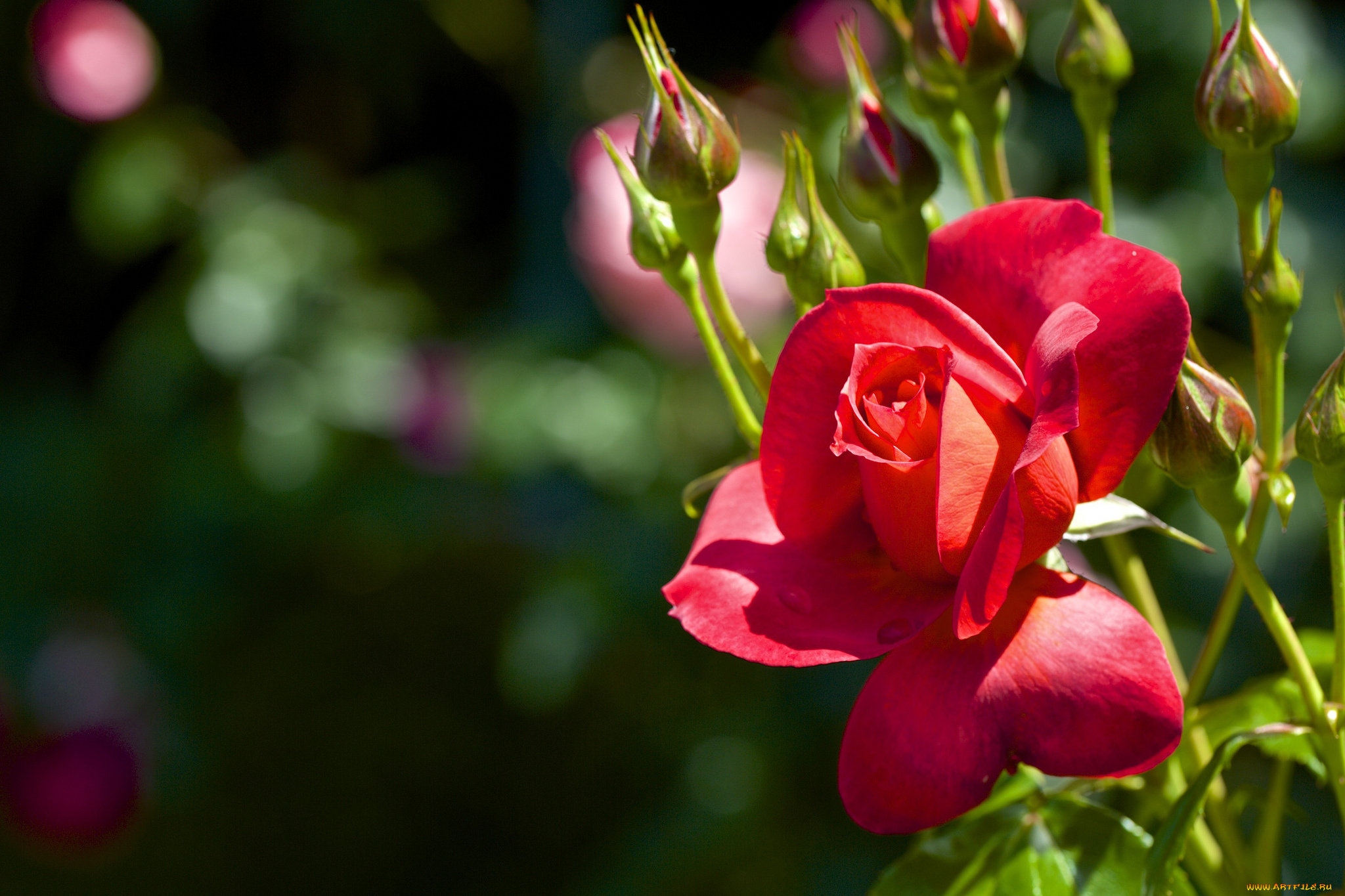 цветы, розы, красный
