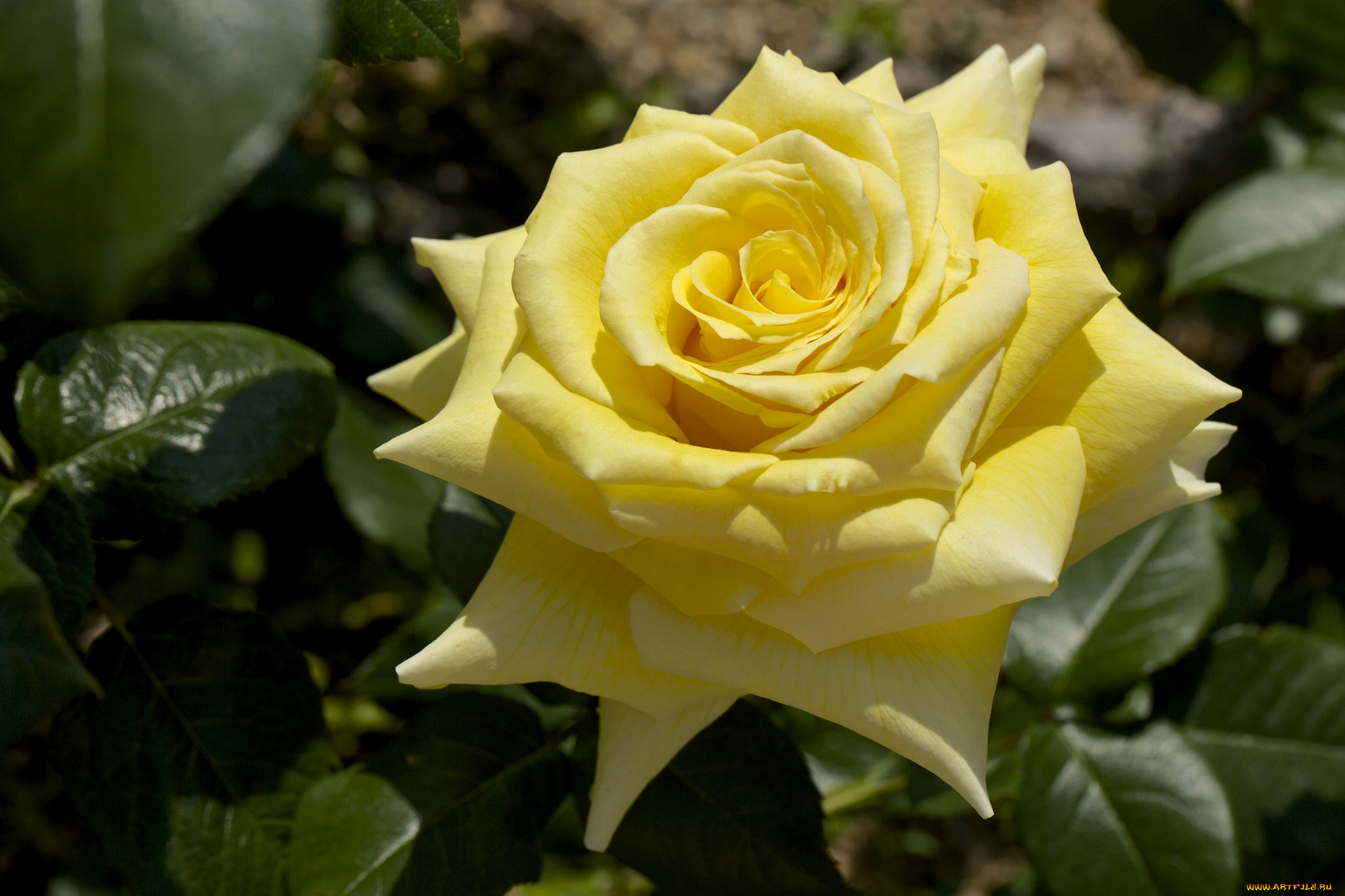 цветы, розы, макро