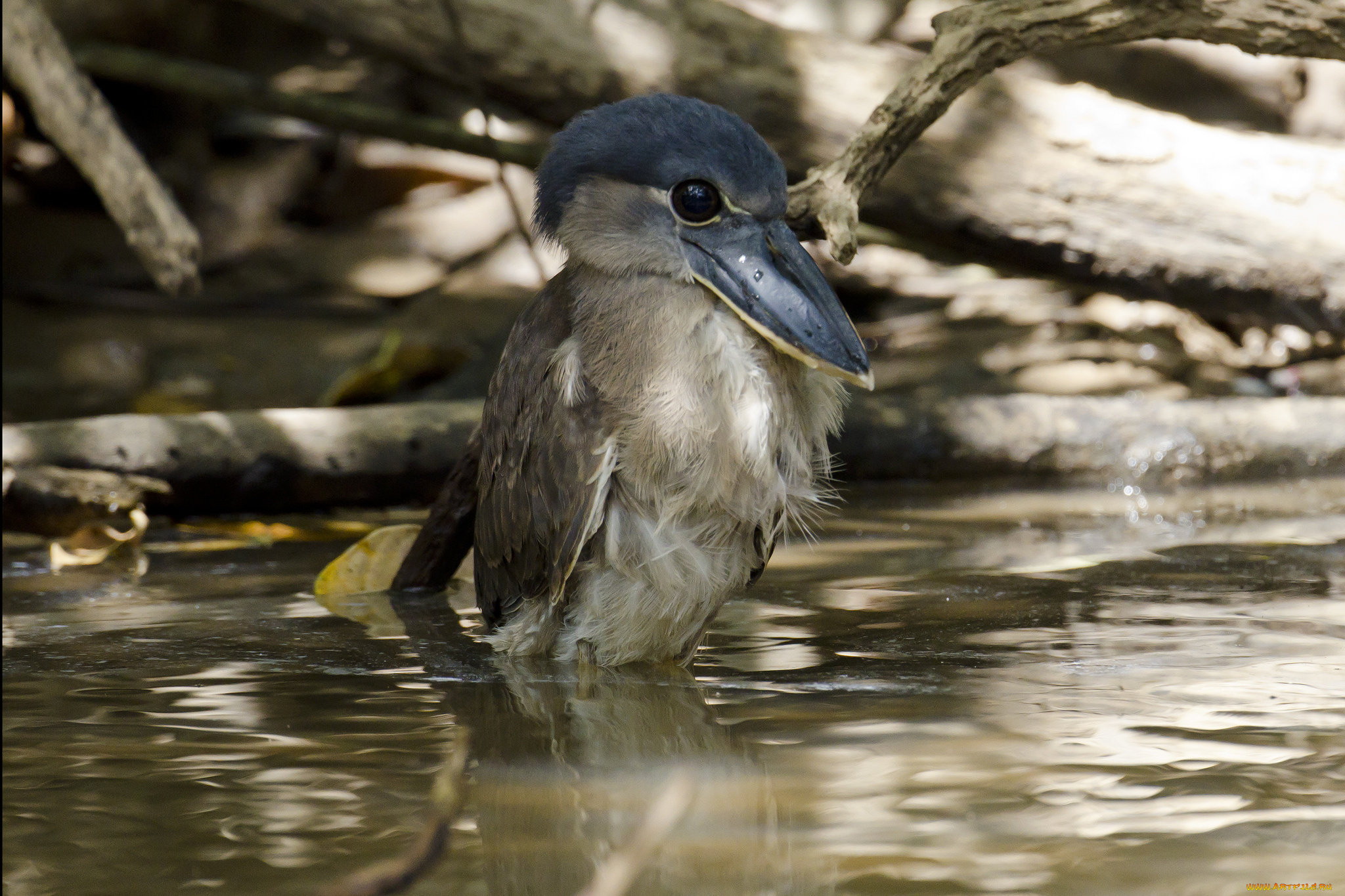 juvenile, boat-billed, heron, животные, цапли, птичка