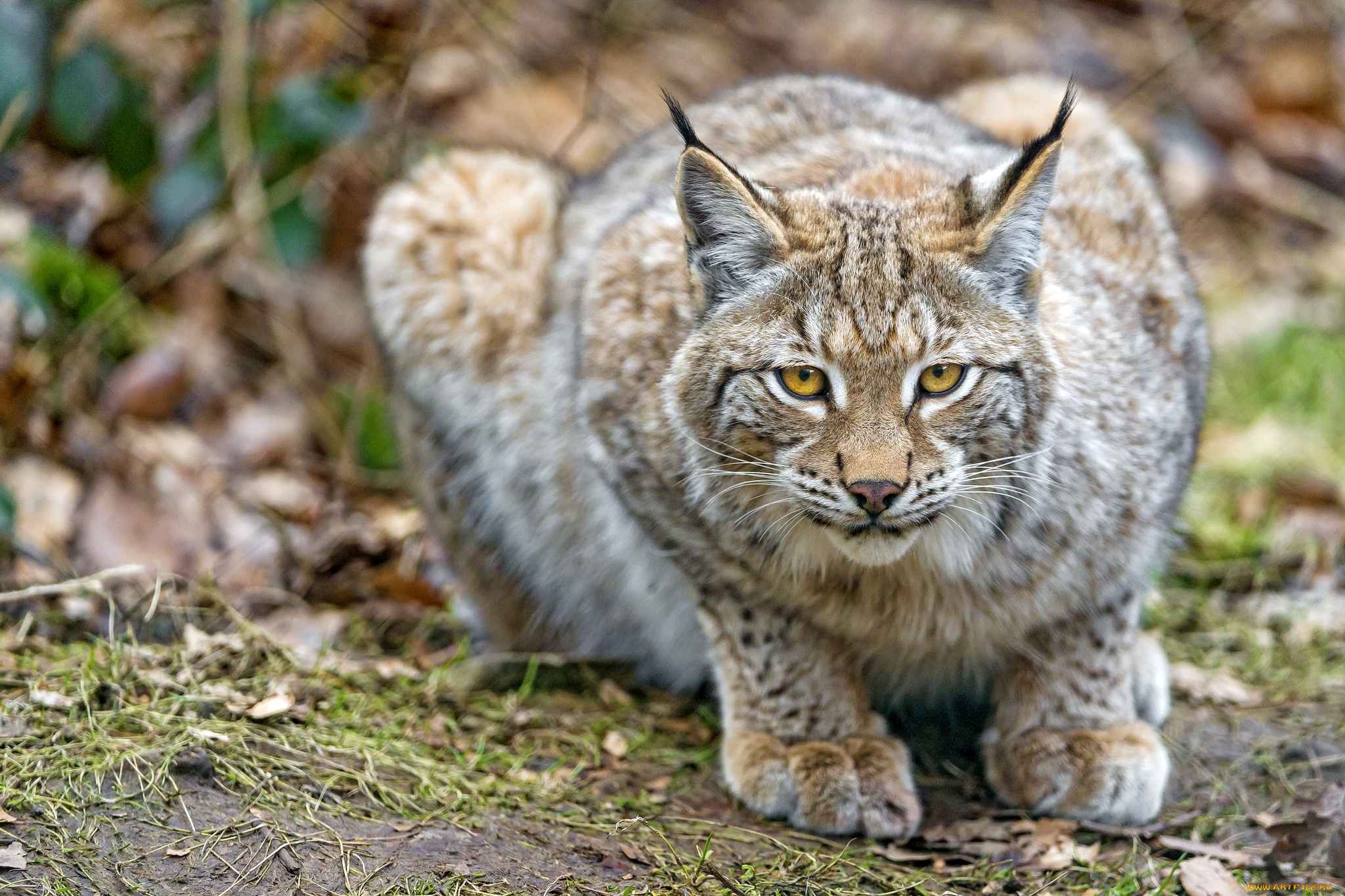 животные, рыси, кошка