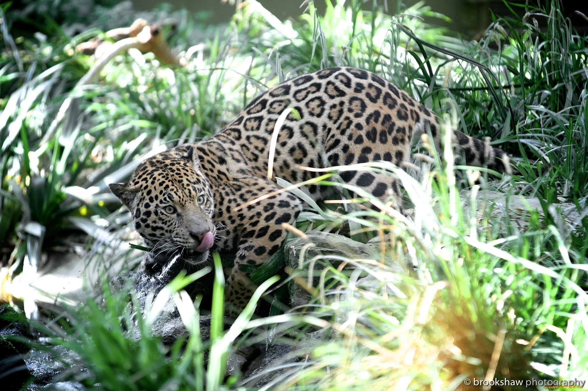 животные, Ягуары, заросли, молодой, пятна, кошка