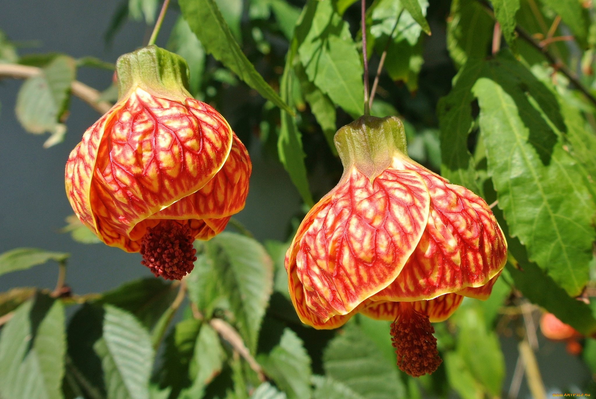 цветы, абутилоны, бутон