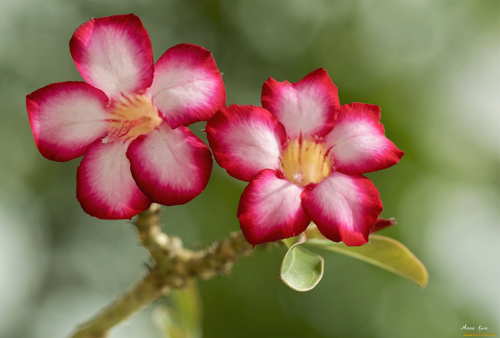 цветы, адениум, , мандевилла, макро