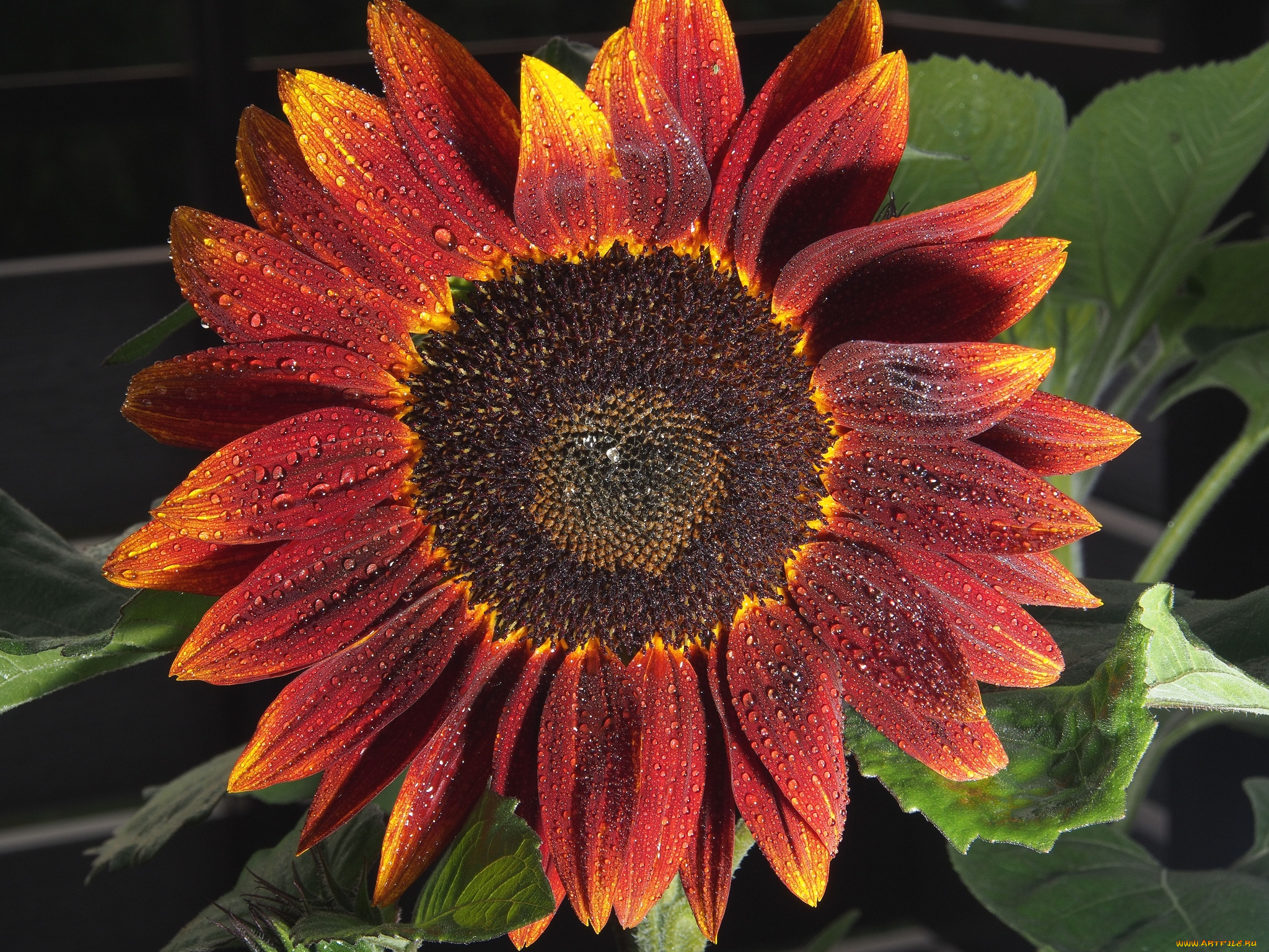 цветы, подсолнухи, макро