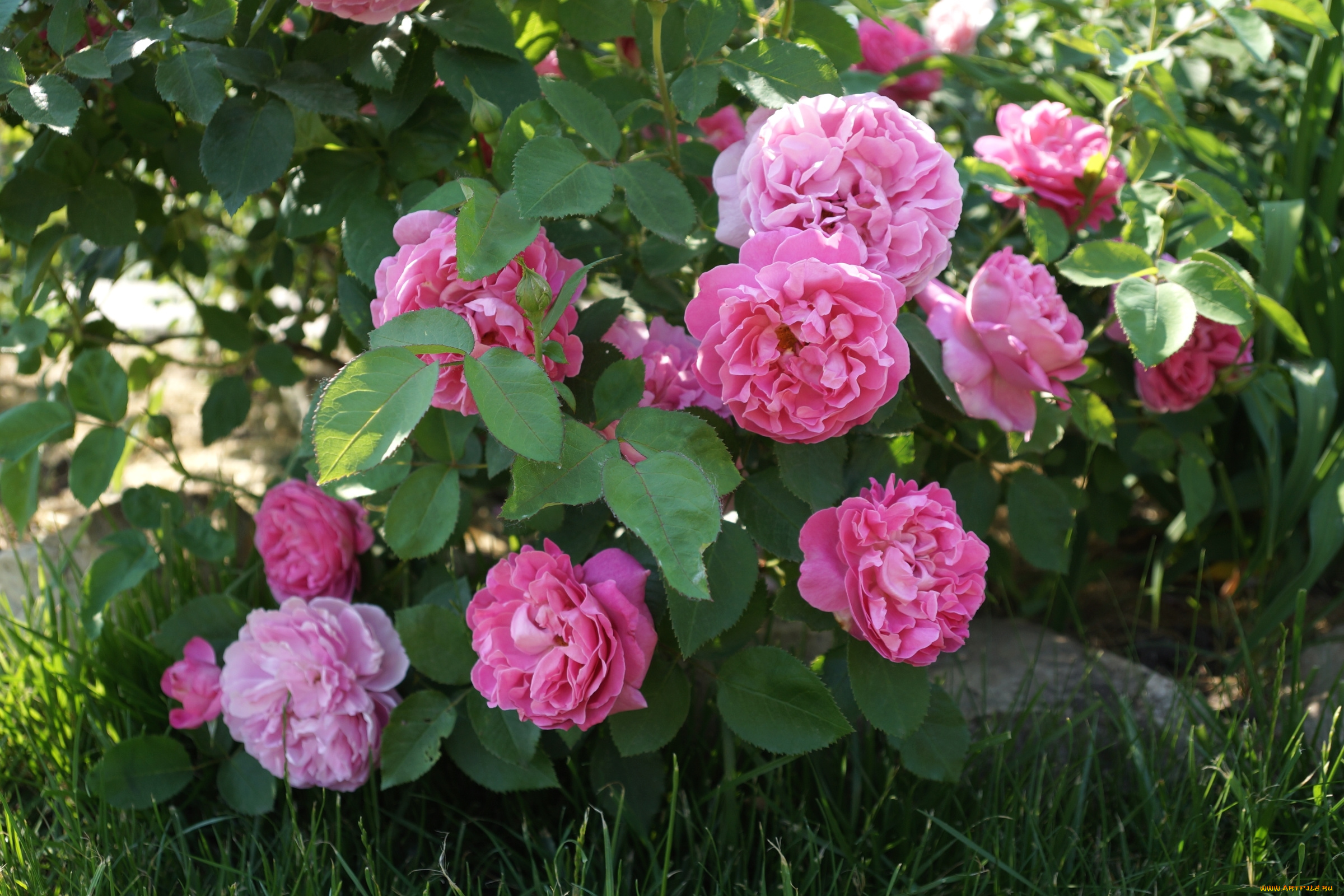 цветы, розы, куст