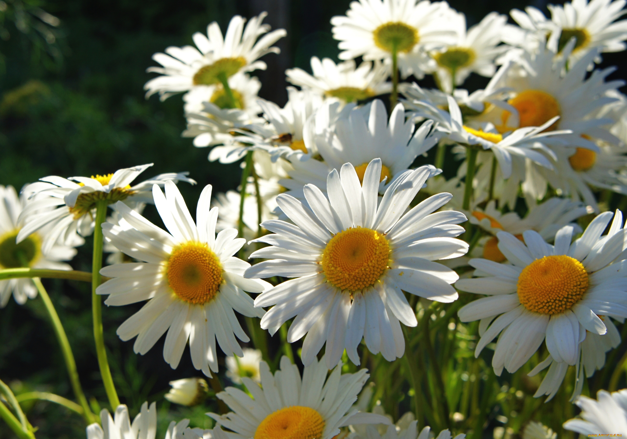 цветы, ромашки, лепестки