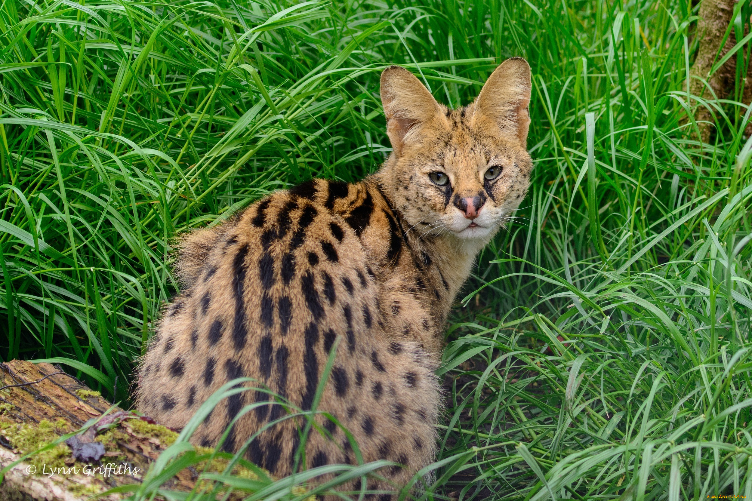 животные, сервалы, пятна, кошка, трава, шерсть