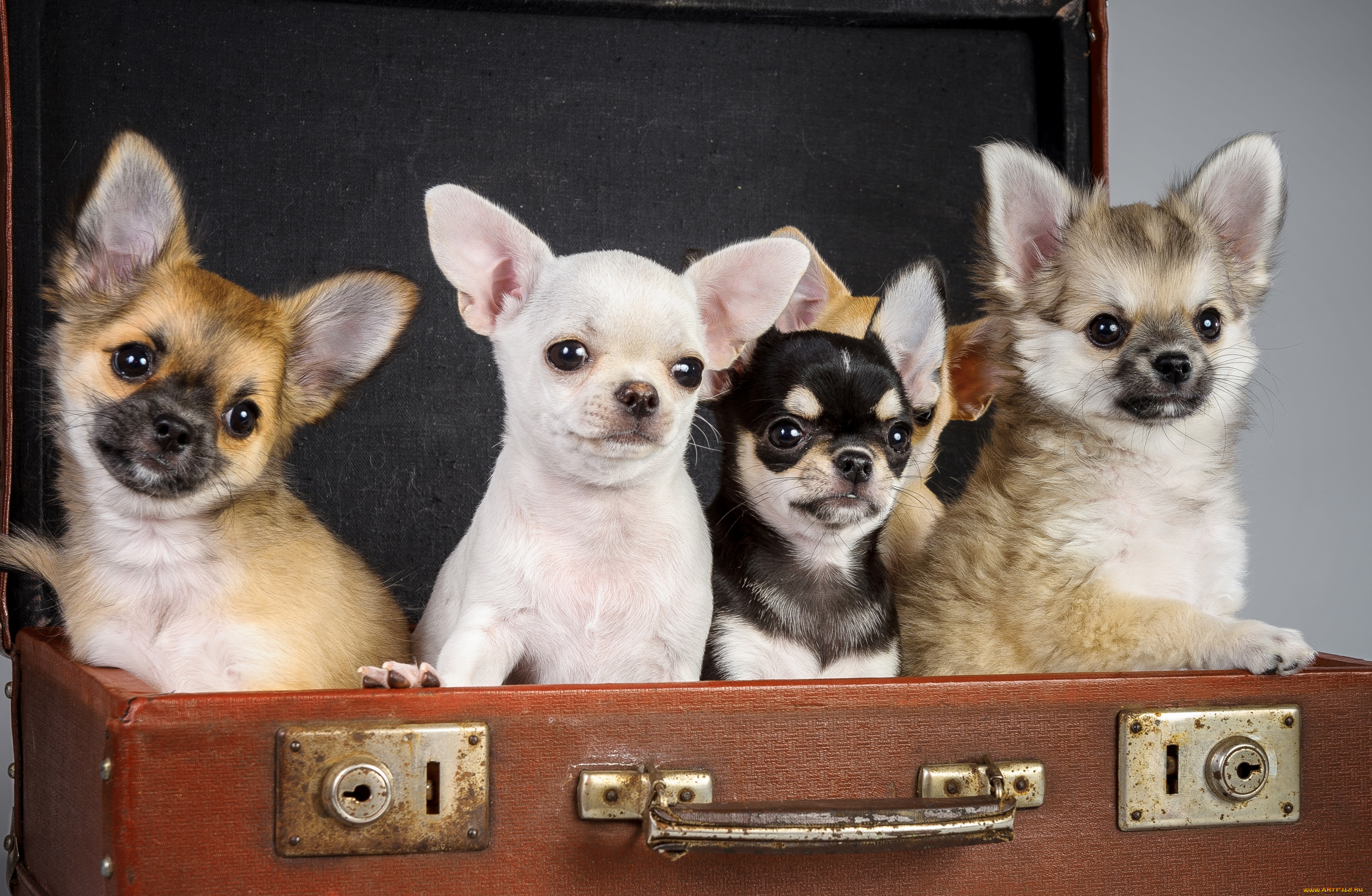 животные, собаки, чихуахуа