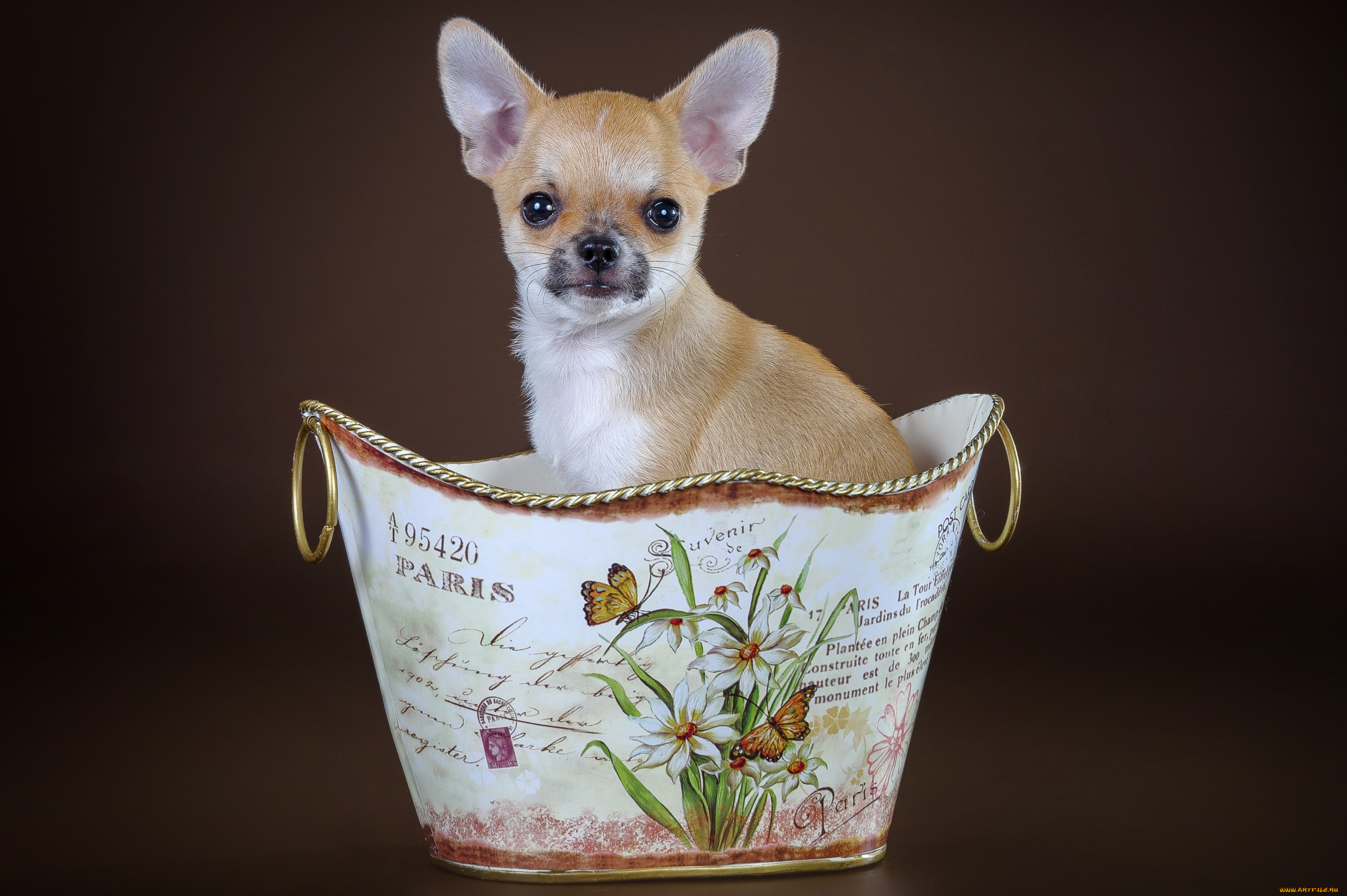 животные, собаки, чихуахуа