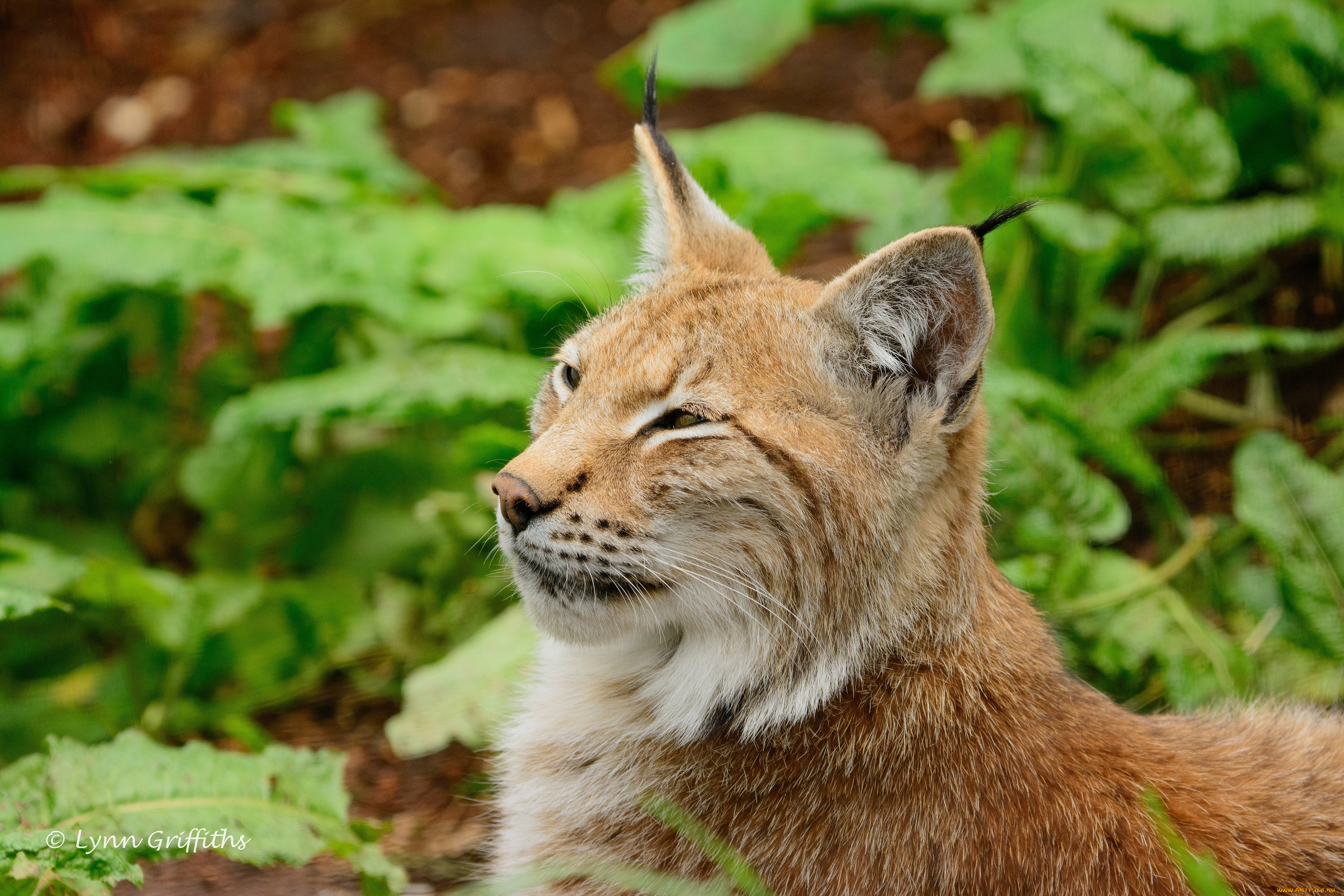 животные, рыси, отдых, морда, кошка, профиль