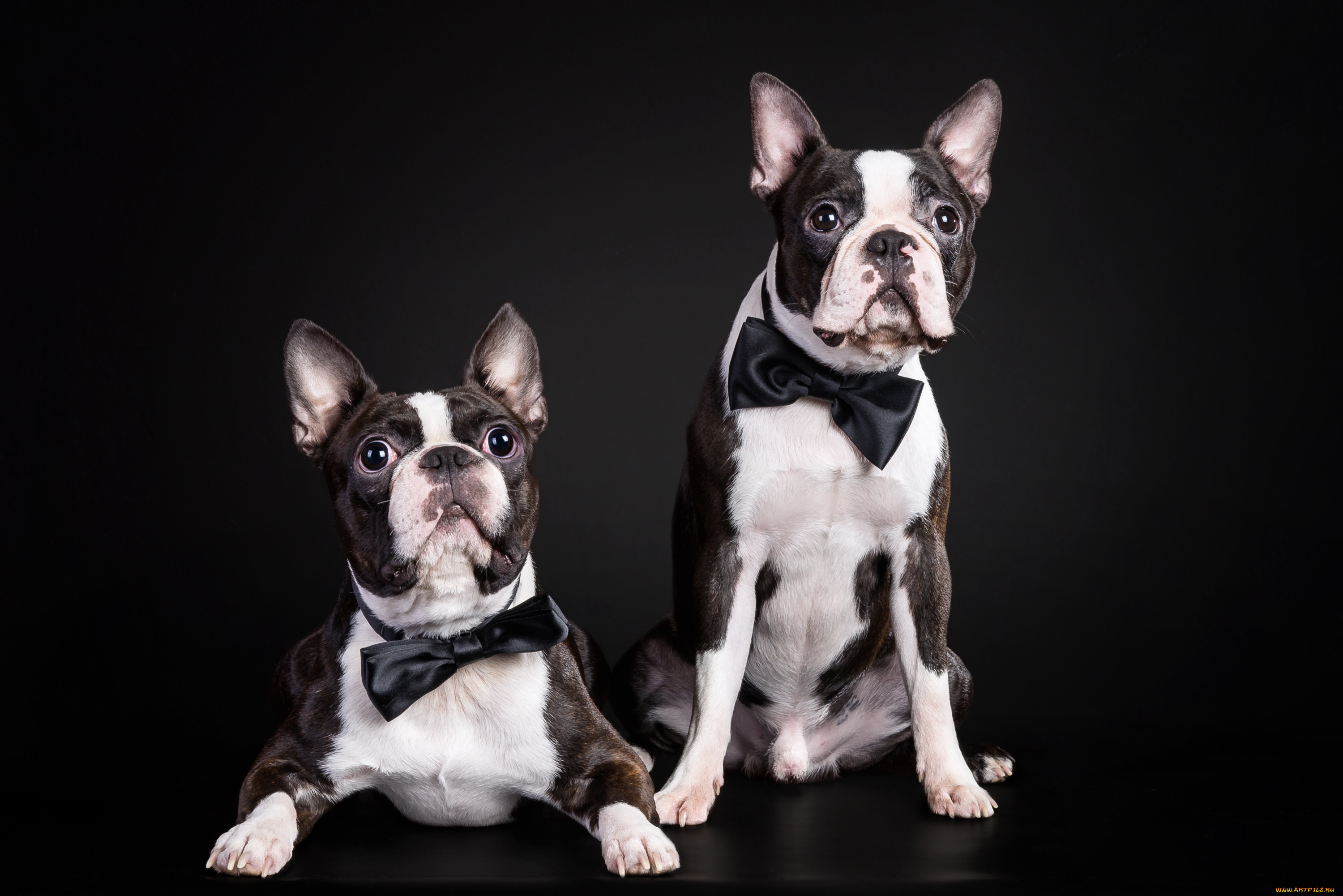 животные, собаки, джентльмены