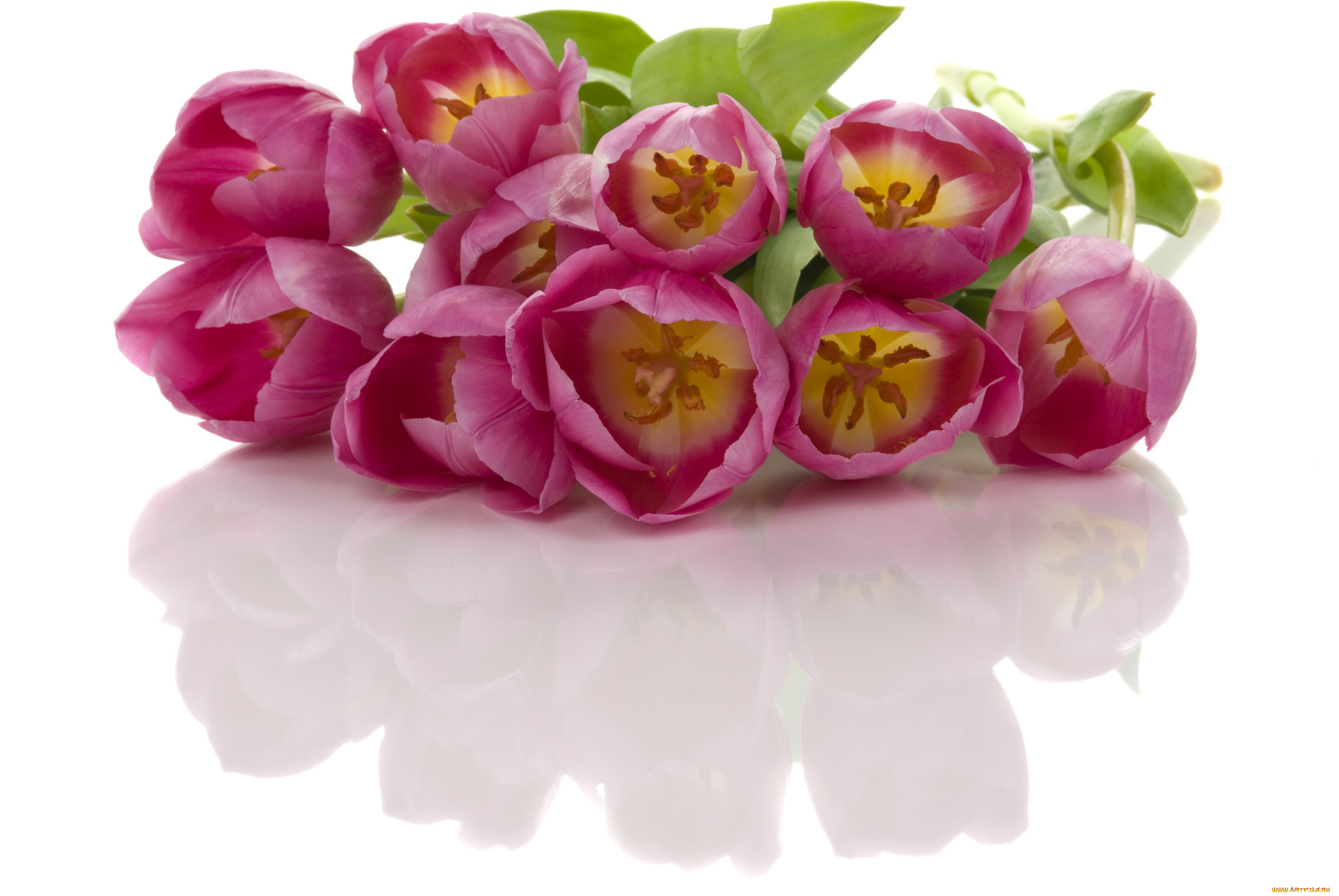 цветы, тюльпаны, красные