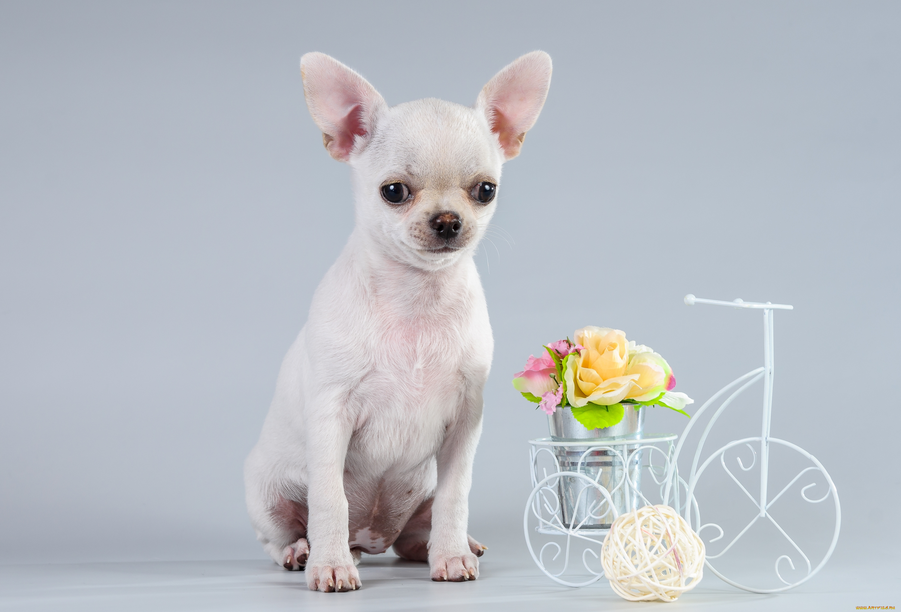 животные, собаки, чихуахуа