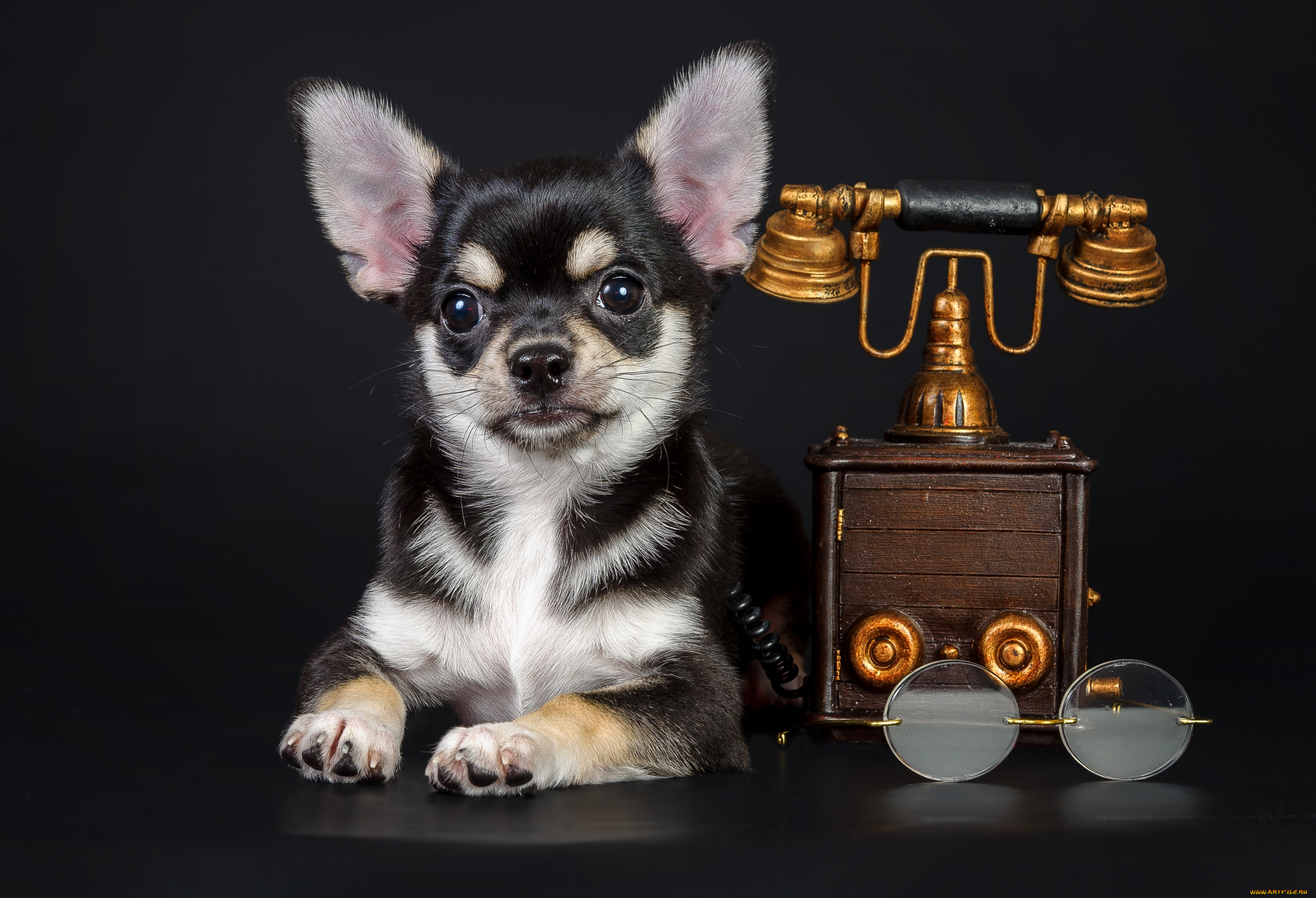 животные, собаки, чихуахуа