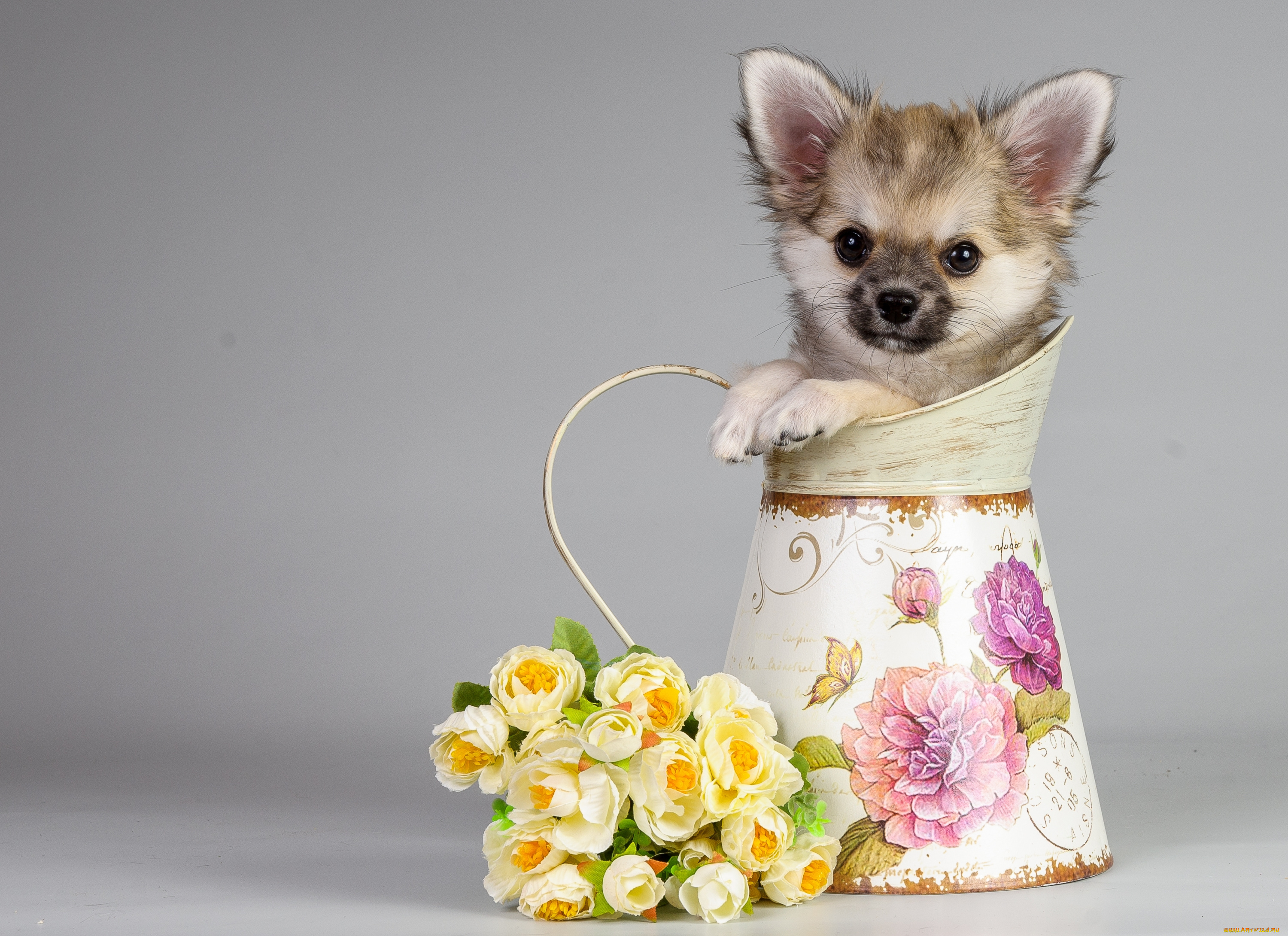 животные, собаки, чихуахуа