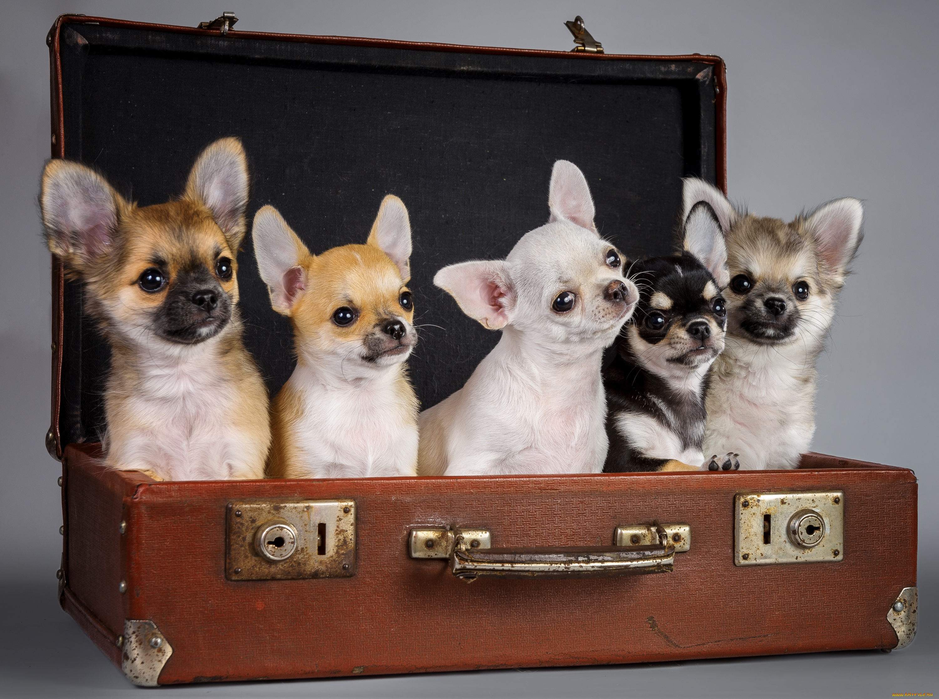 животные, собаки, чихуахуа