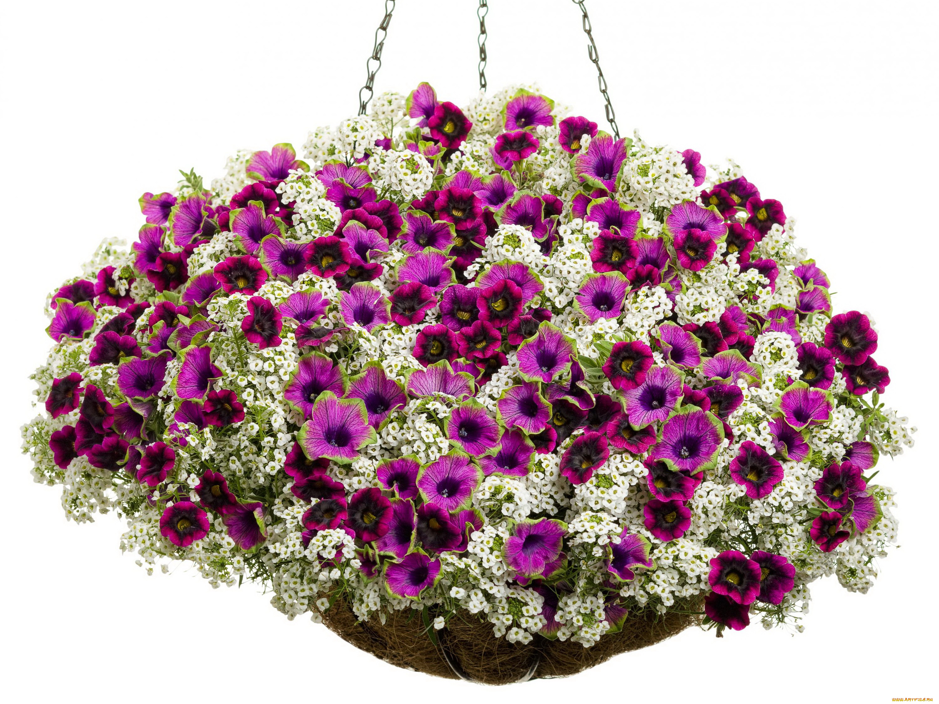 цветы, петунии, , калибрахоа, калибрахоа, вазоны, петунья