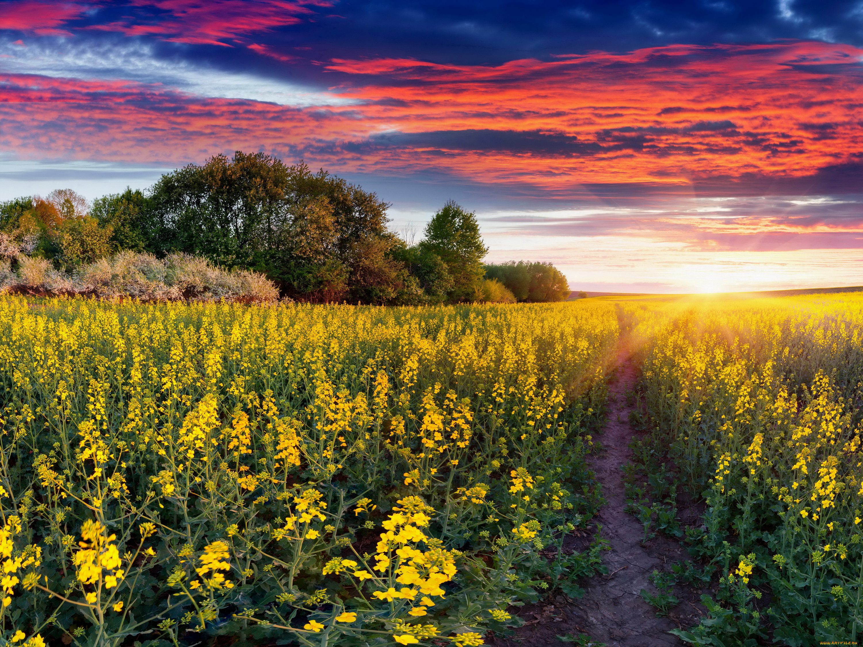 природа, поля, облака, небо, рапс, поле