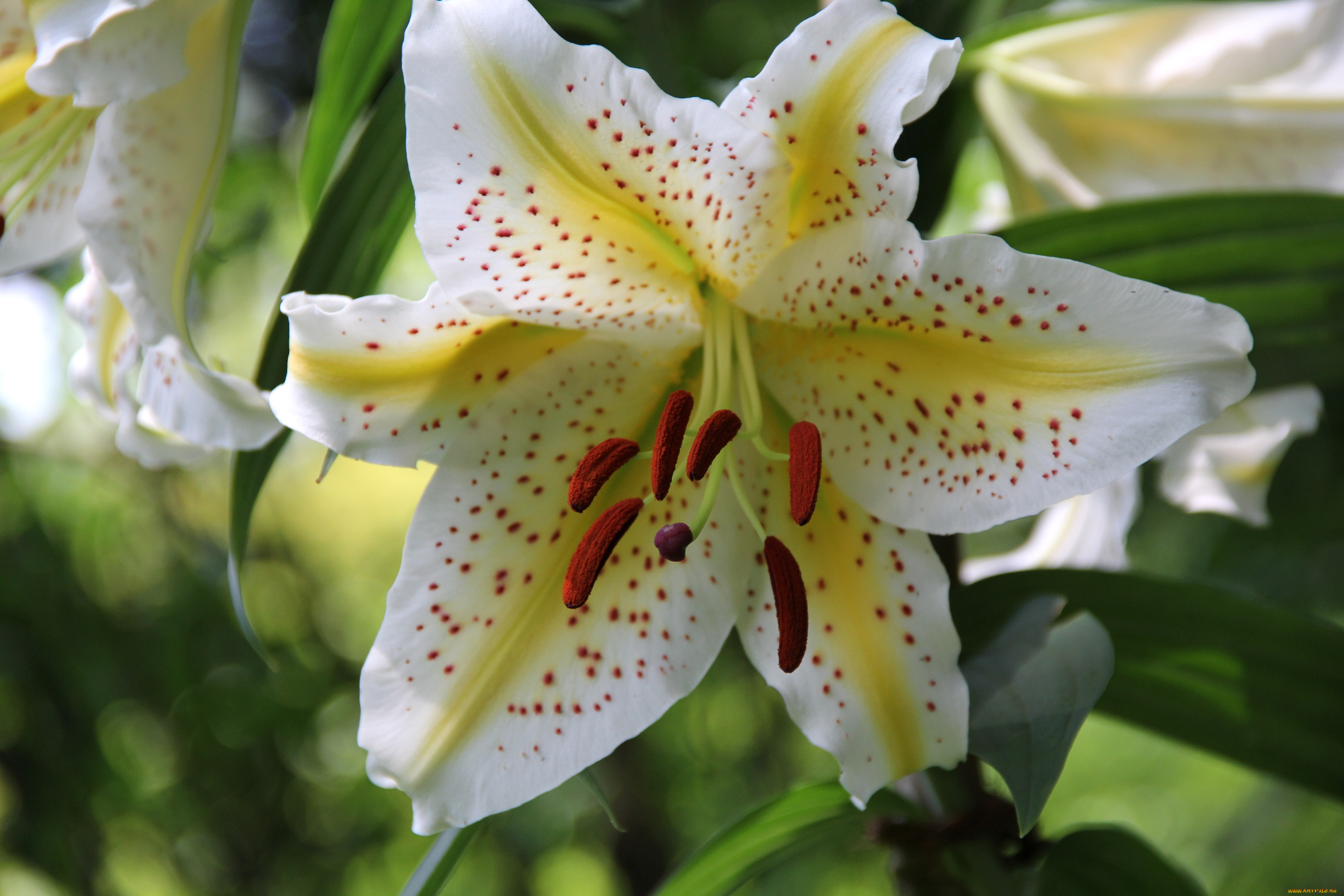 цветы, лилии, , лилейники, макро