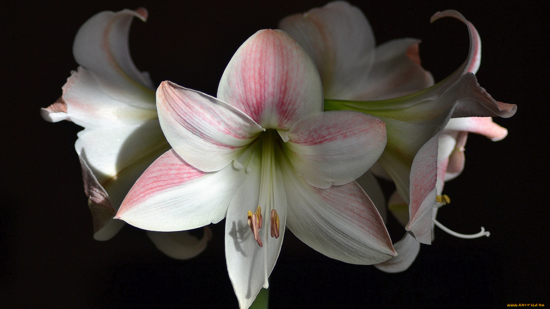 amaryllis,