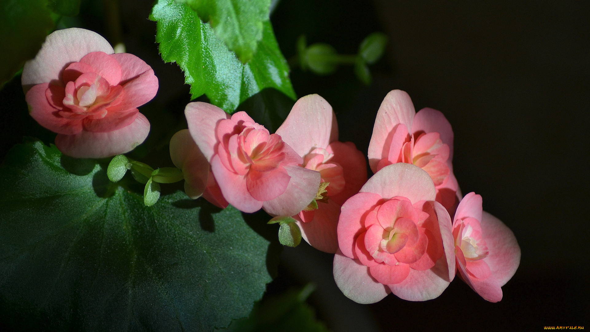 begonia, цветы, бегония, цветок