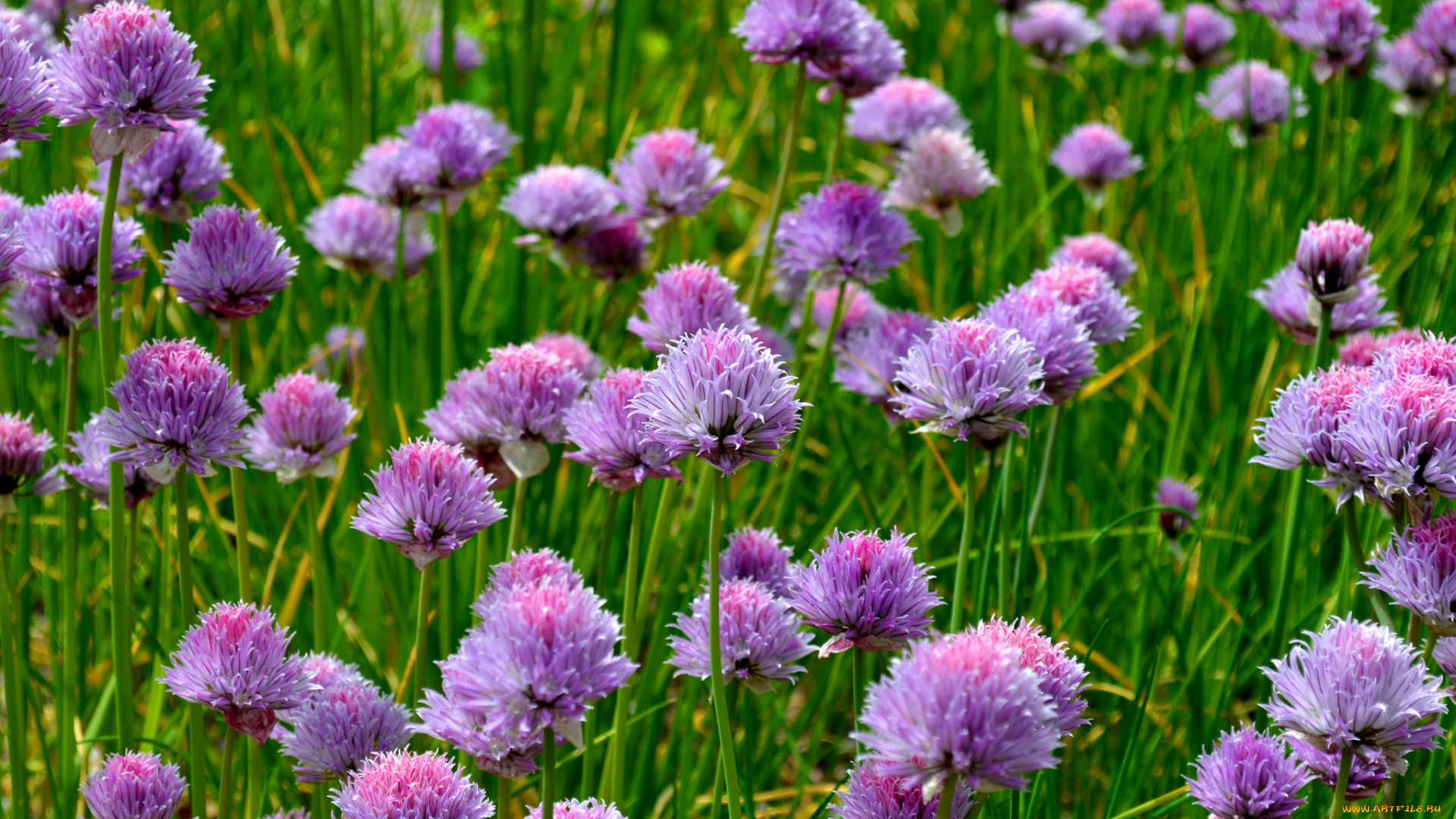 цветы, аллиум, , декоративный, лук, лук, луг, макро