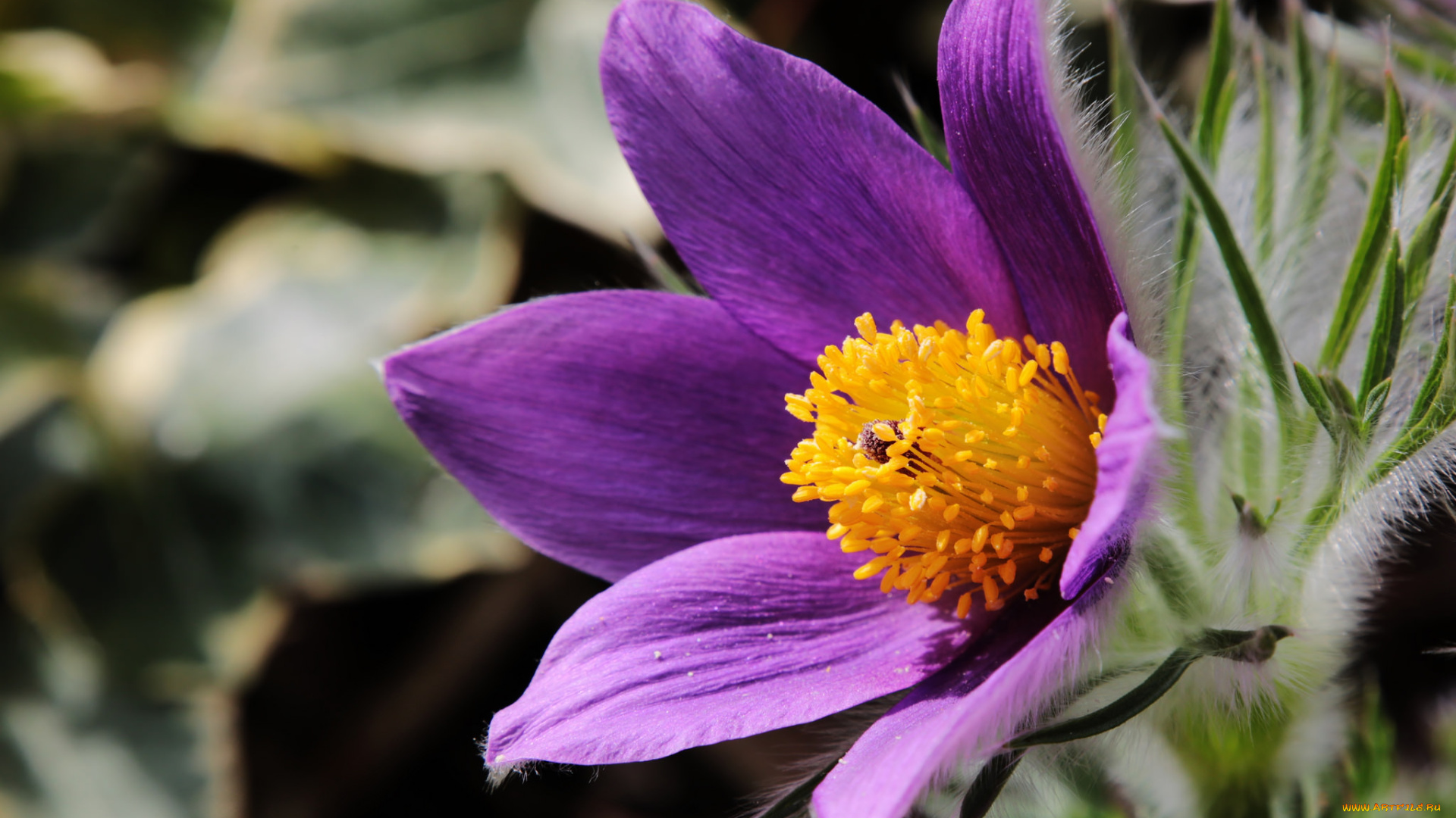 цветы, анемоны, , сон-трава, сон-трава, макро, цветок, фиолетовый, анемон