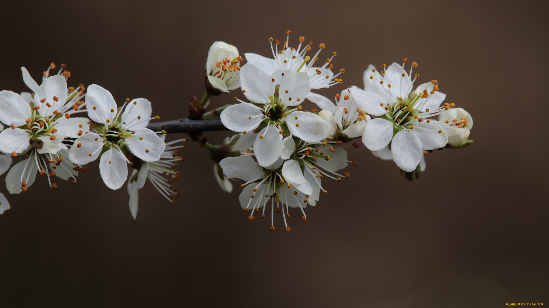 цветы, цветущие, деревья, , , кустарники, ветка, макро, весна, фон