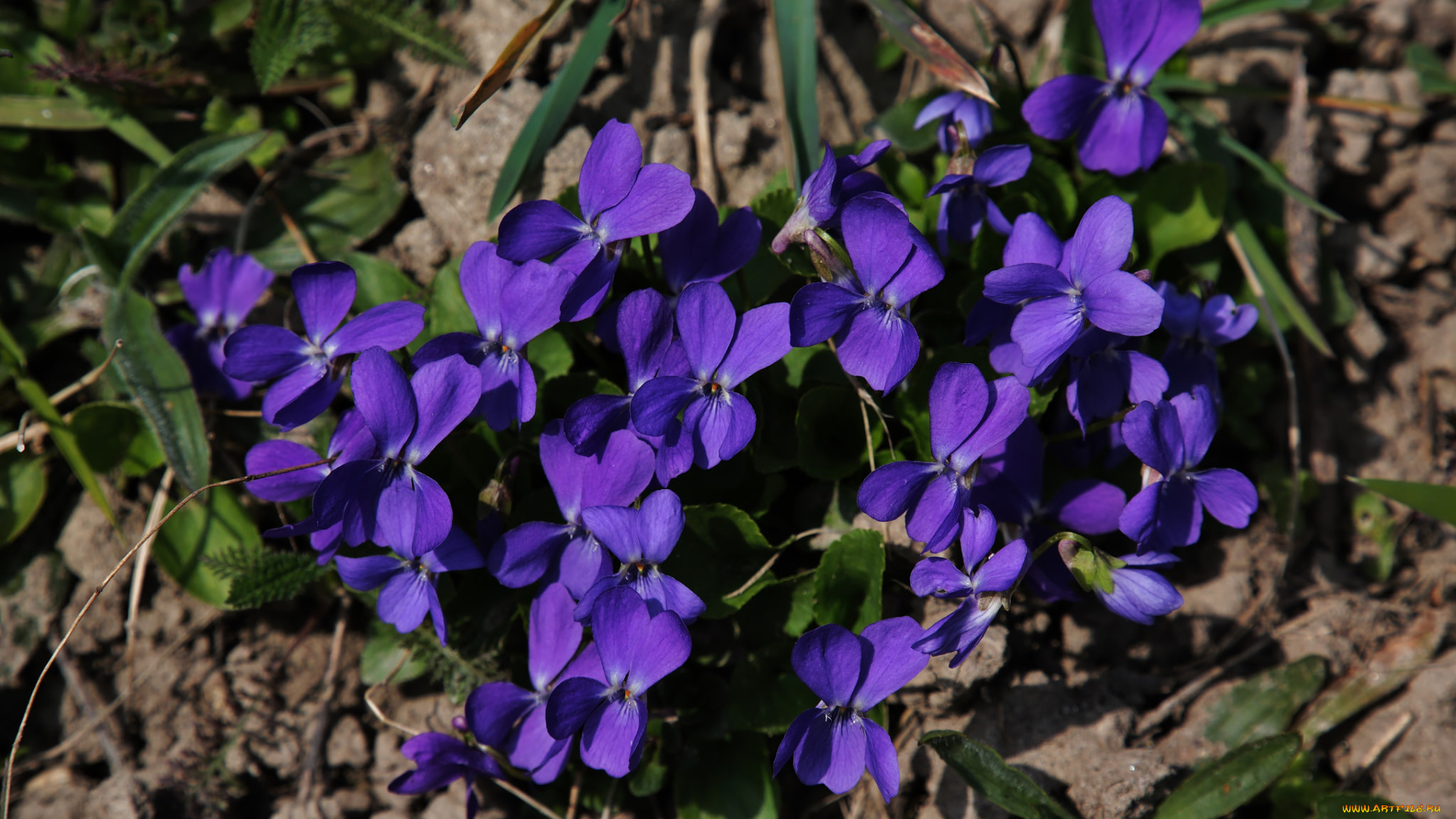 цветы, фиалки, весна, фиолетовые, дикие