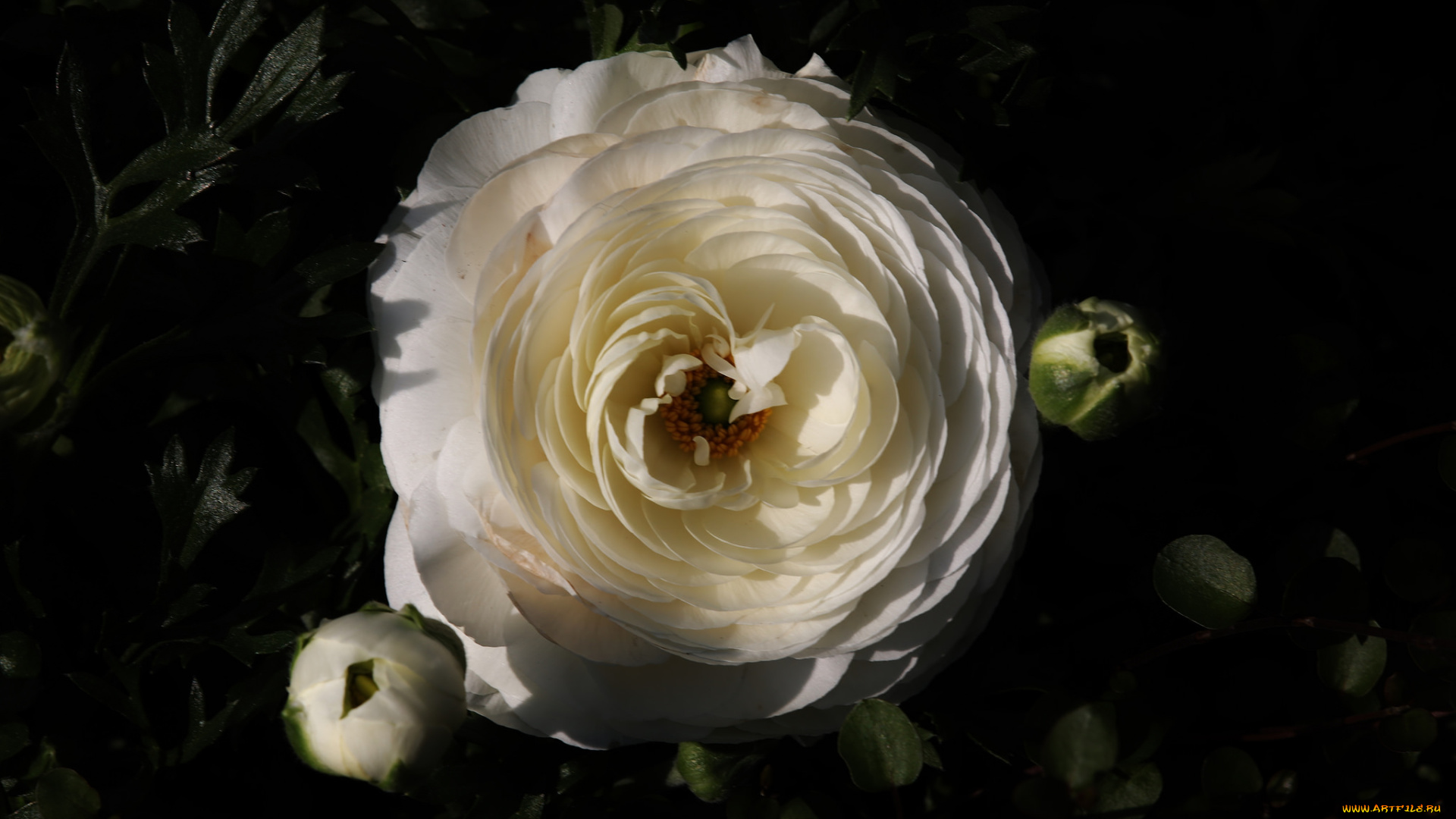 цветы, макро, цветок, белый, лепестки