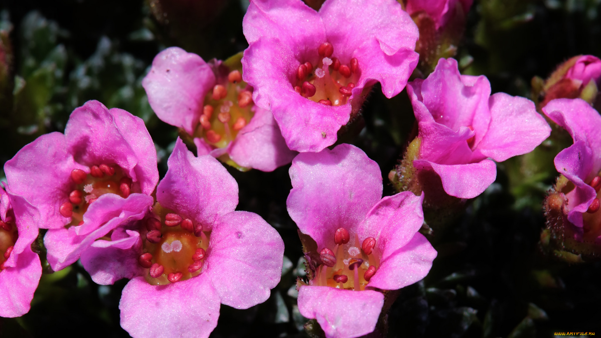 цветы, макро, розовые