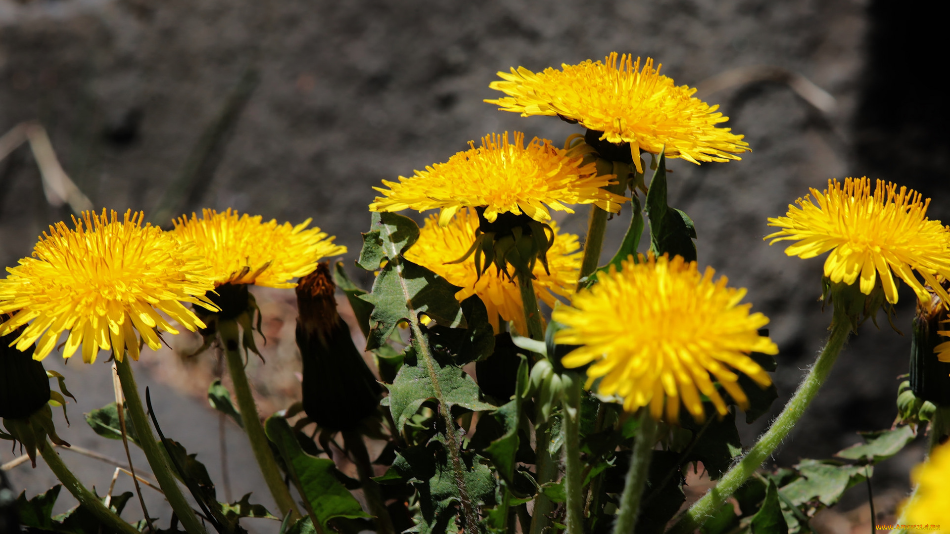 цветы, одуванчики, весна, макро