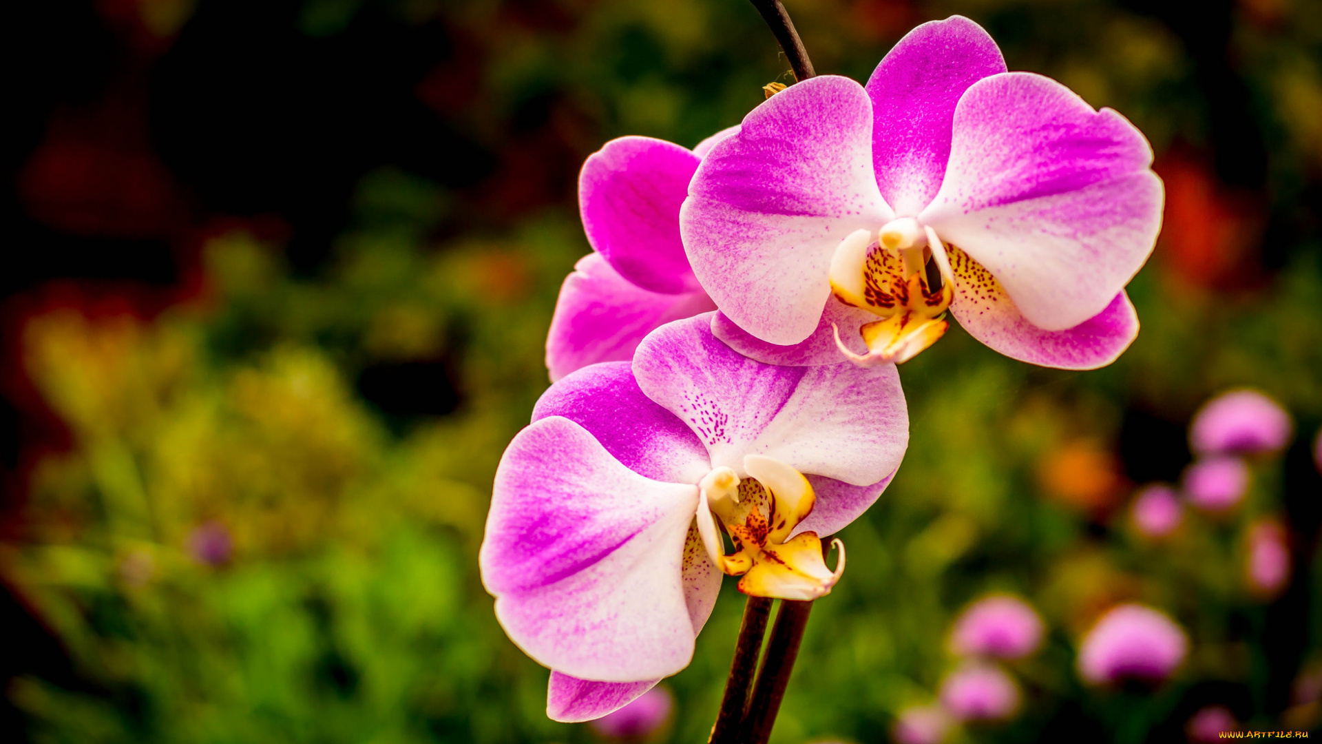 цветы, орхидеи, розовые, макро