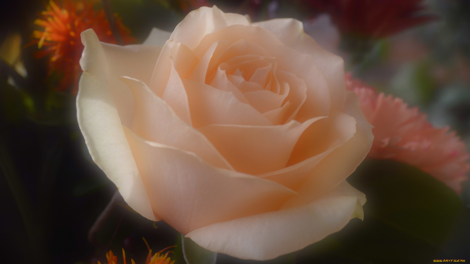 цветы, розы, нежность, размытость, роза