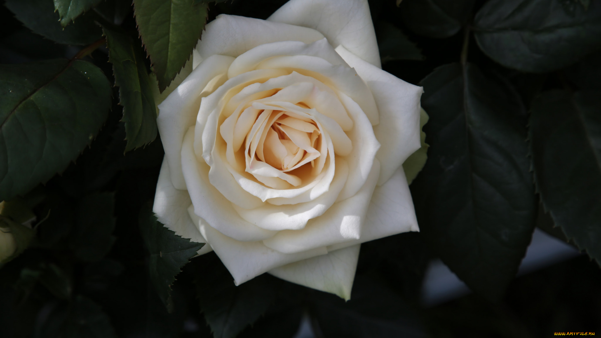 цветы, розы, роза, белая, листья
