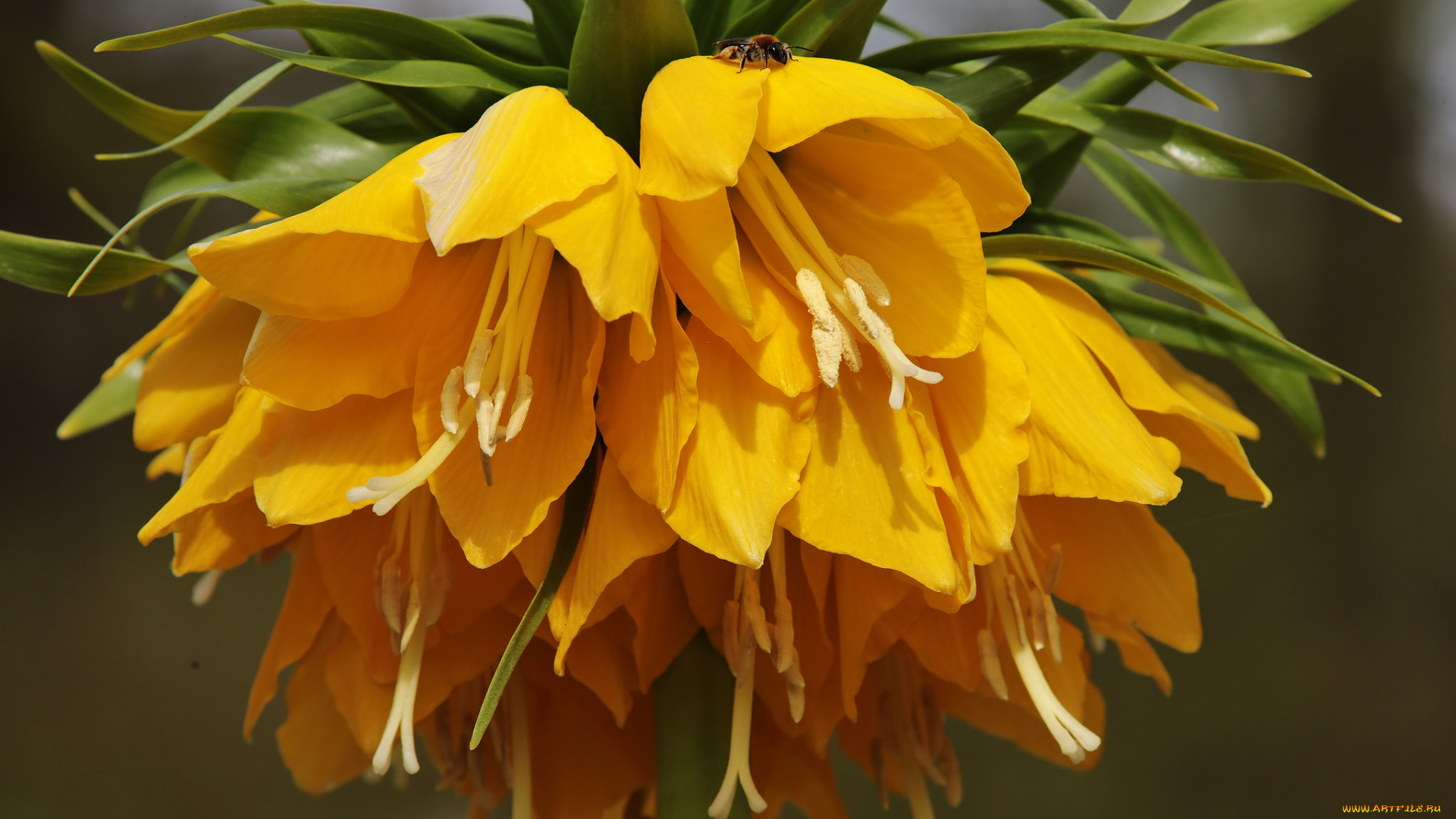 цветы, рябчики, жёлтые, пчела